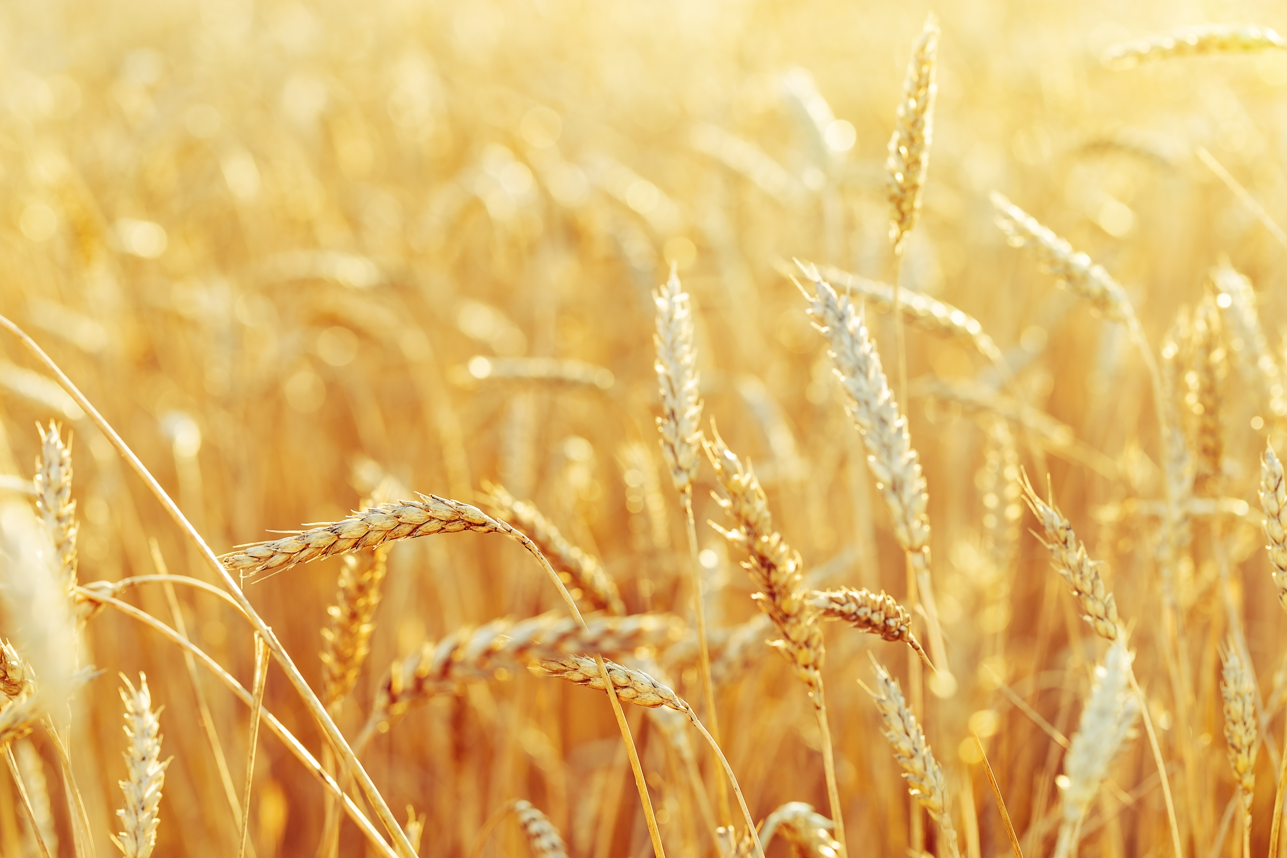 Rural,Scenery.,Background,Of,Ripening,Ears,Of,Wheat,Field,And