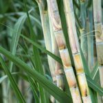 sugarcane-alcohol