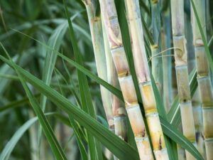 sugarcane-alcohol