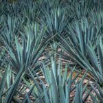 agave-plants