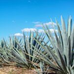 agave-plant