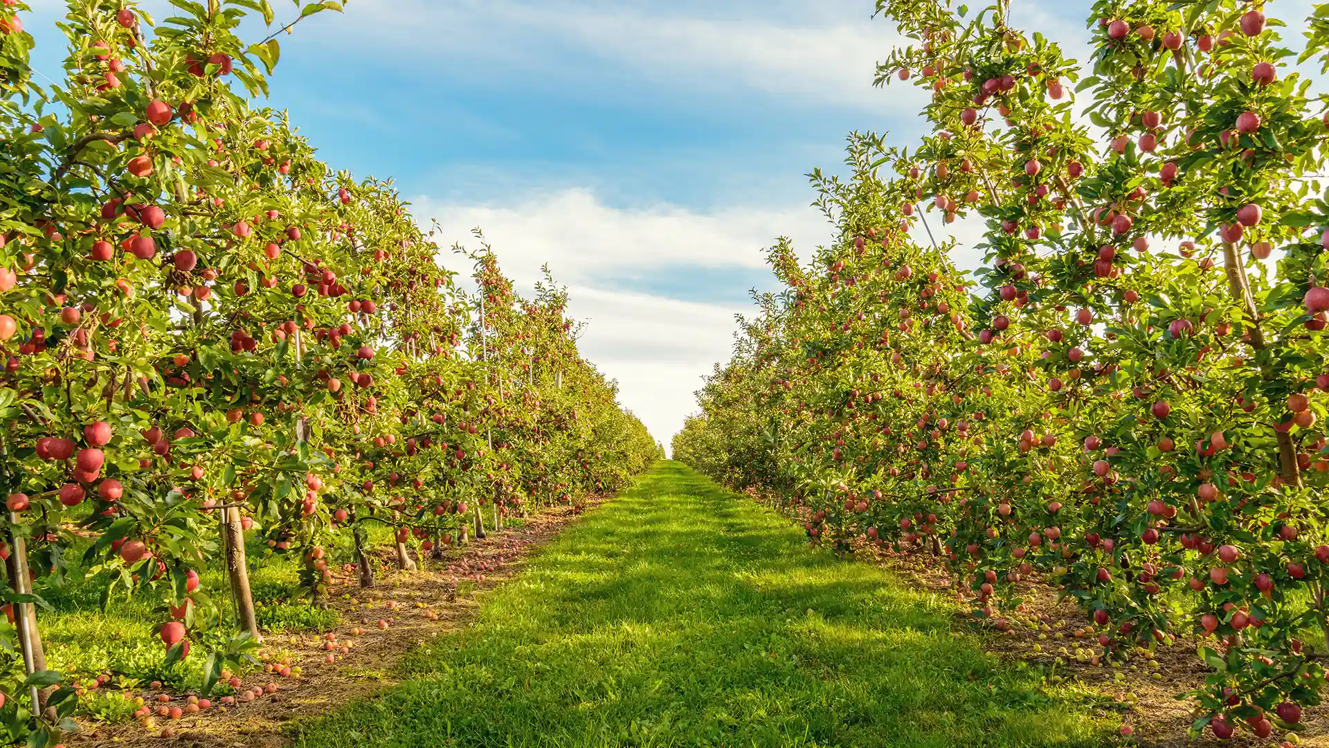 Apple orchard with rows of lush green trees laden with red apples under a clear blue sky. A grassy path runs between the trees, creating a serene atmosphere.