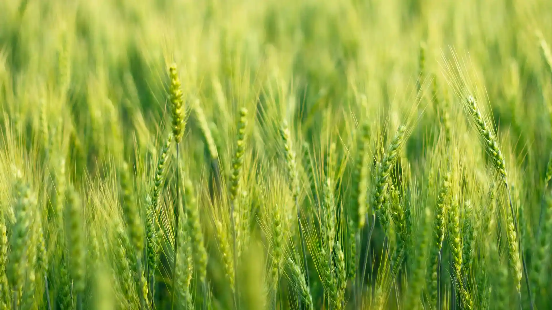 Close-up of a lush, green wheat field in sunlight, with soft-focus stems and heads gently swaying, conveying tranquility and growth.