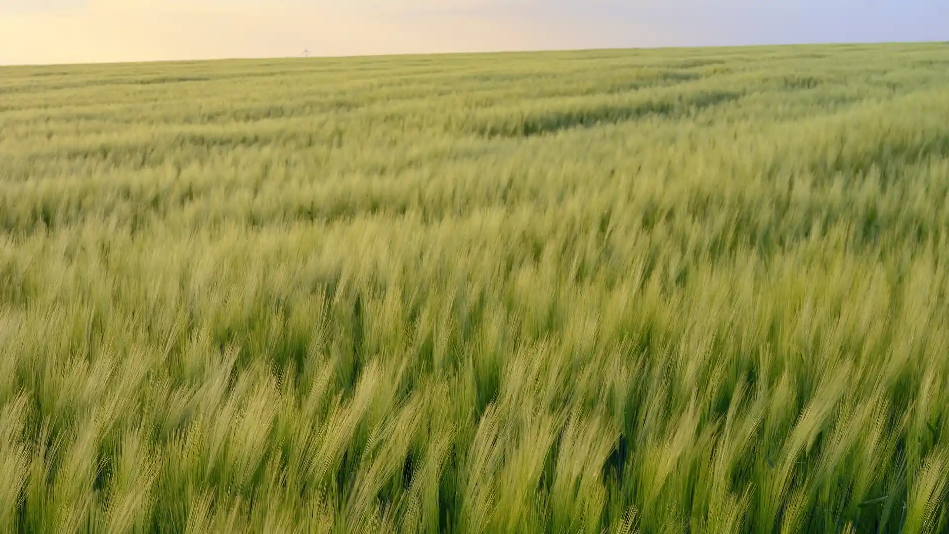 Expansive green wheat field sways gently in the breeze under a pastel sky, evoking tranquility and a sense of endlessness.