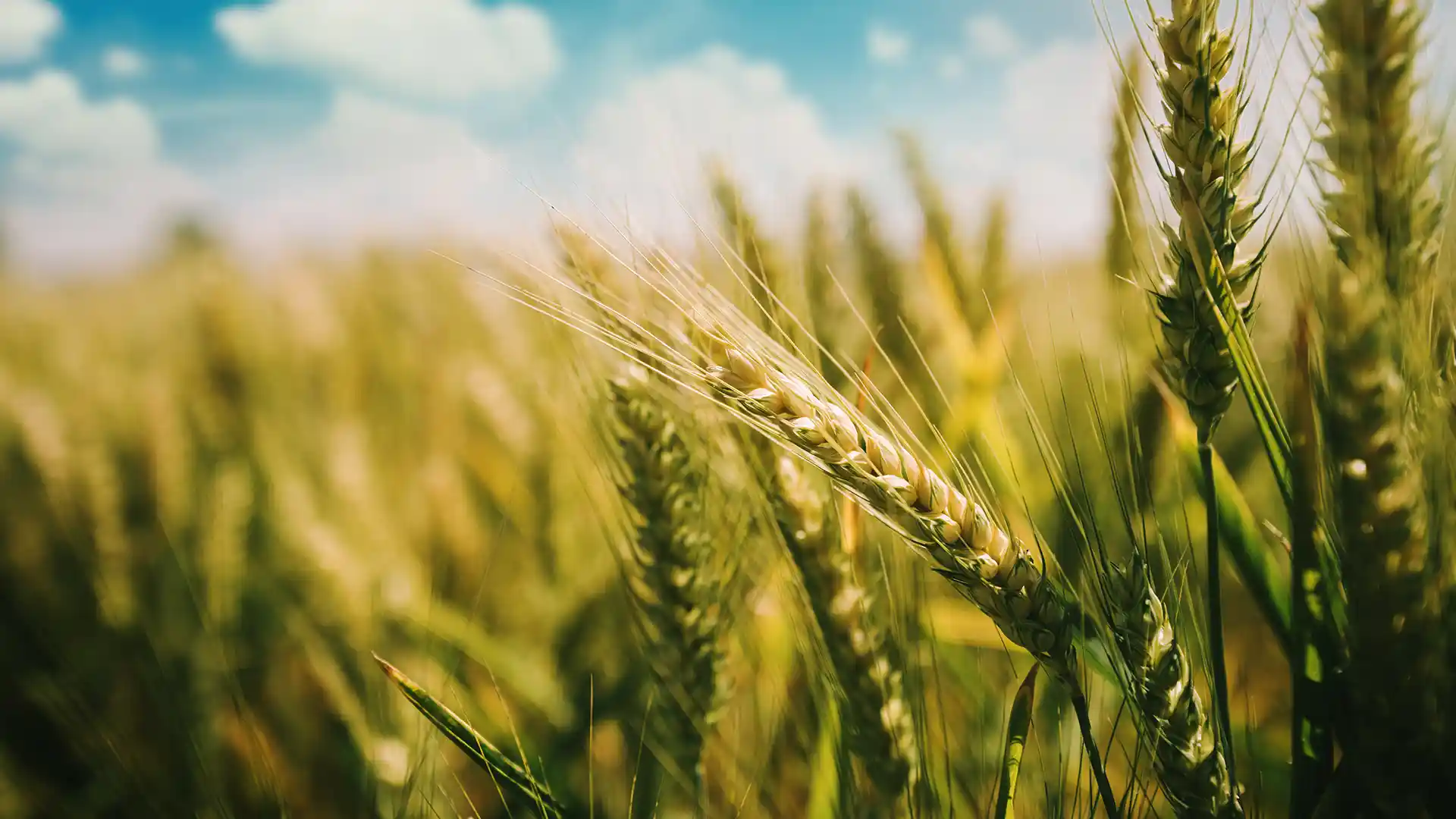 Close-up of a vibrant wheat field under a bright blue sky with scattered clouds. The image conveys a sense of abundance and tranquility.