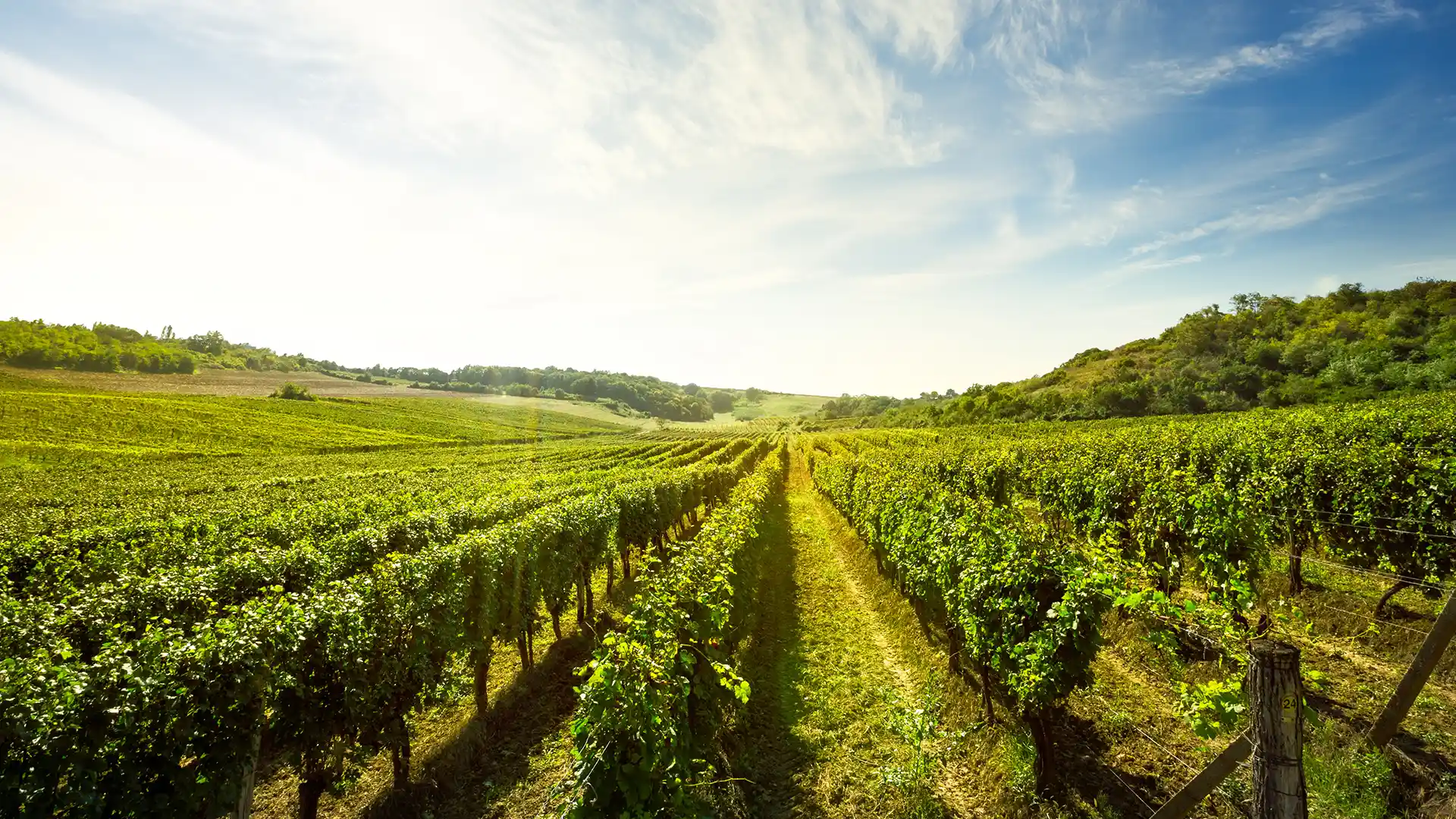 A vast vineyard under a clear blue sky, with rows of lush green grapevines stretching into the distance, evoking a serene and thriving rural landscape.