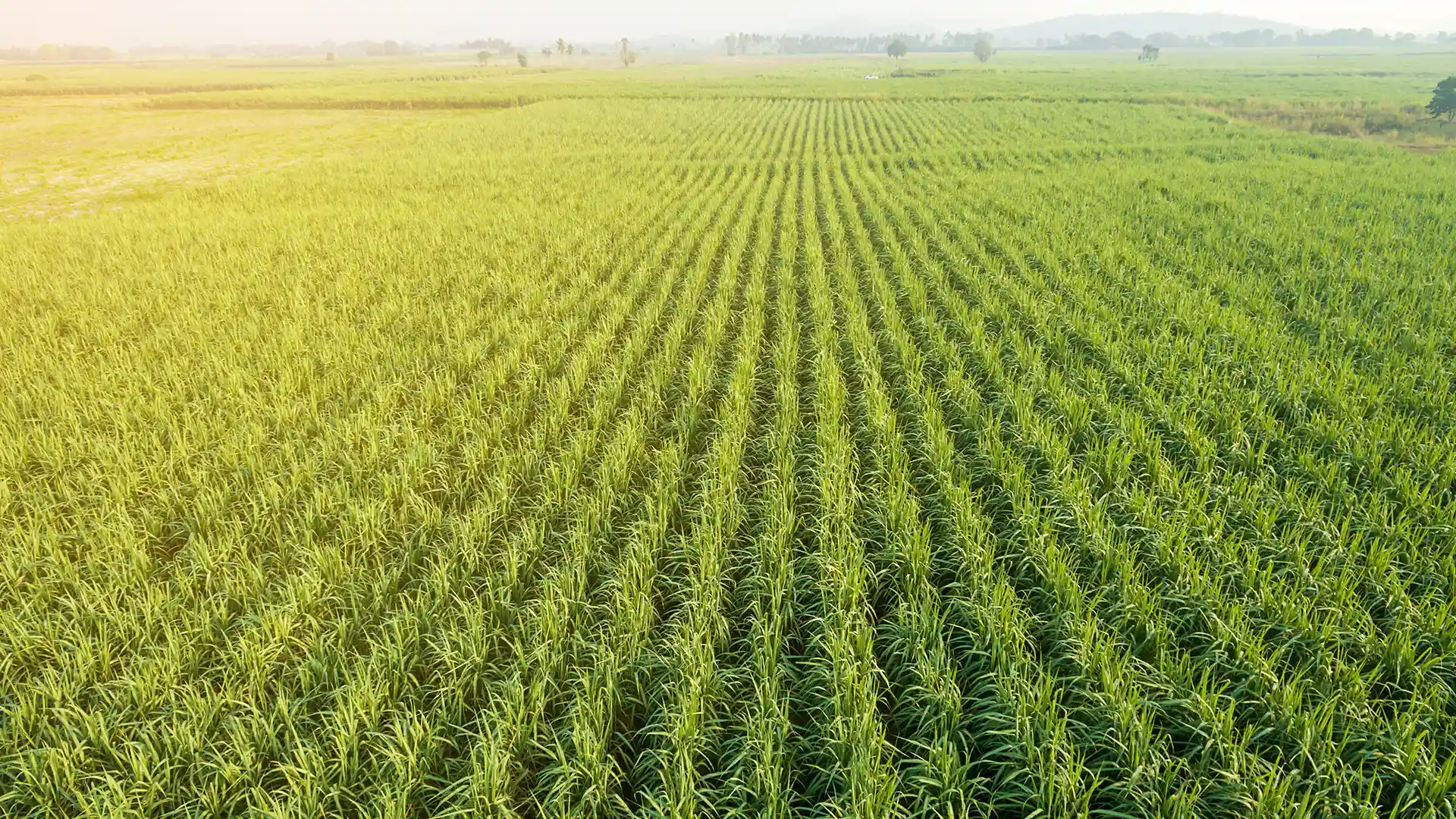 Aerial view of a vast, lush green sugarcane field extending into the horizon under soft, warm sunlight. Rows of corn create a sense of order and tranquility.