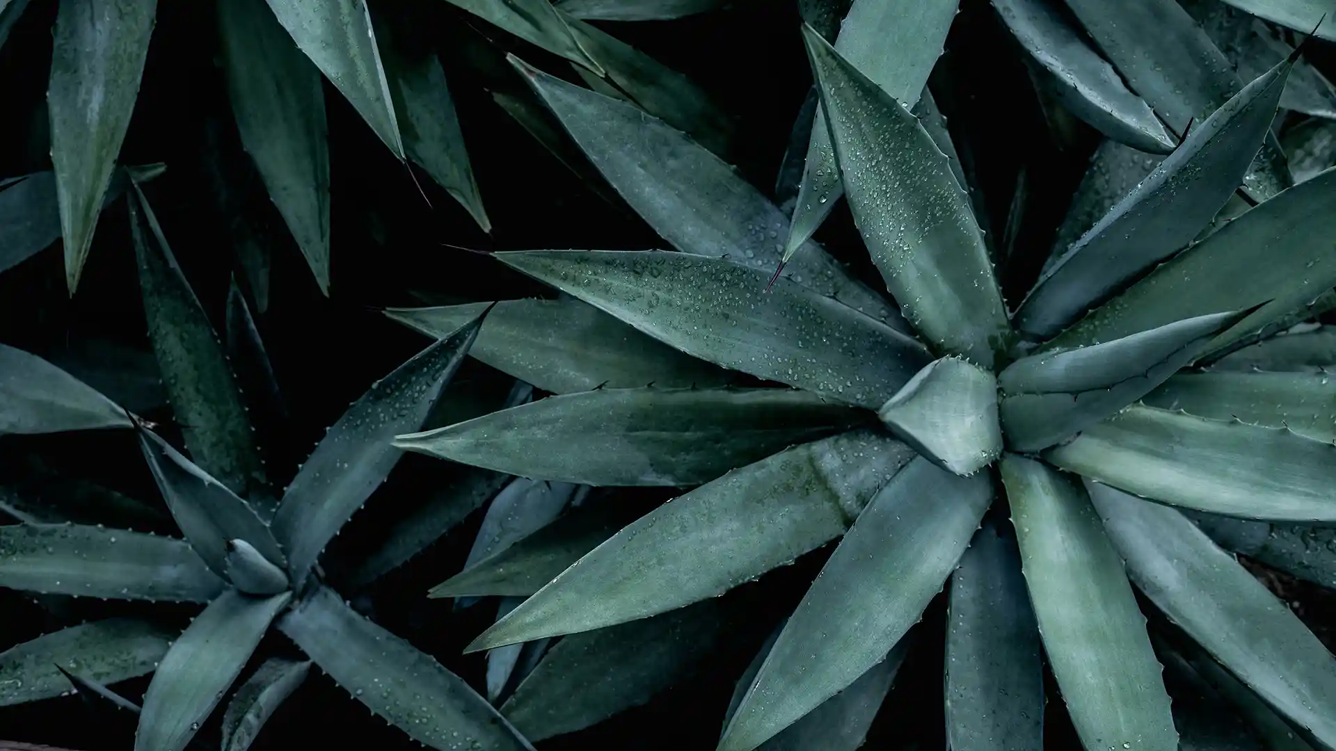 Close-up of lush, overlapping green agave leaves with dewdrops, creating a fresh and serene atmosphere. The image emphasizes texture and symmetry.