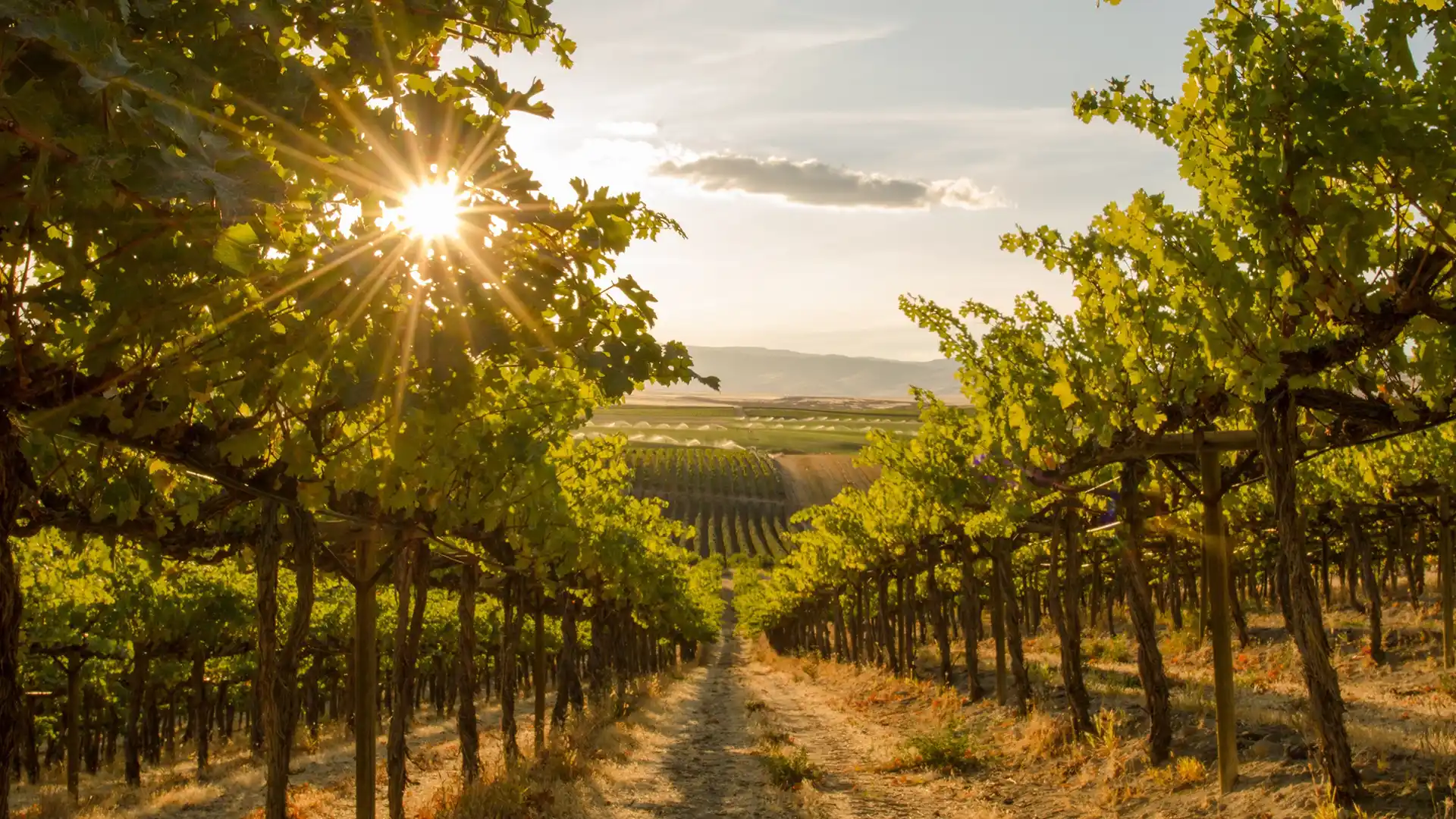 Sunlight filters through lush green vineyard rows, creating a warm, serene glow. The distant rolling hills add depth to the tranquil scene.