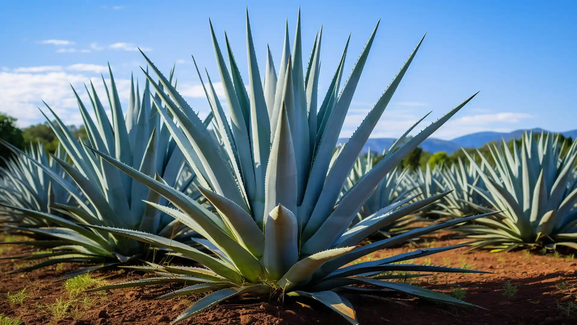 Field of spiky agave plants under a clear blue sky, vibrant green against red soil. The scene conveys tranquility and natural beauty.