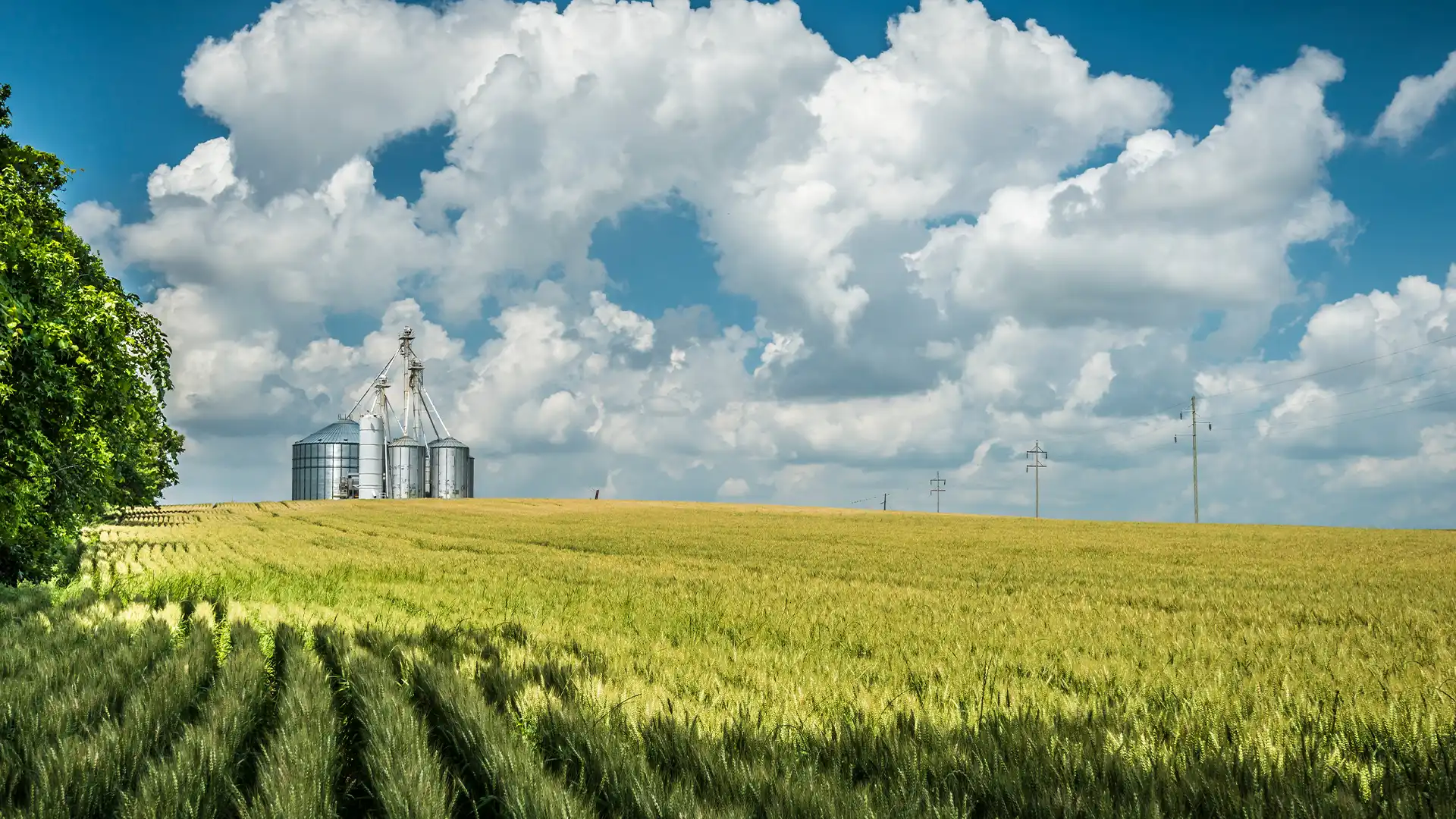 Expansive wheat field under a partly cloudy sky, silos in the distance. Green trees on the left add contrast. The scene is tranquil and rural.