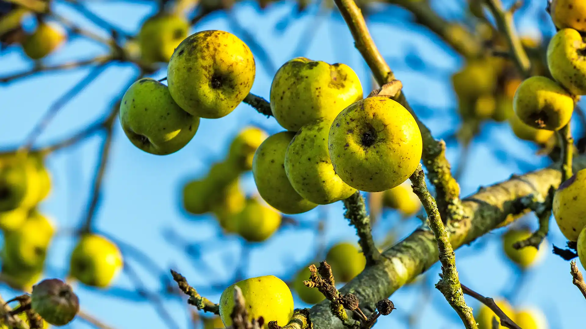 Branch with clusters of small, yellow-green apples against a bright blue sky. Lichen-covered branches, suggesting a natural, tranquil setting.