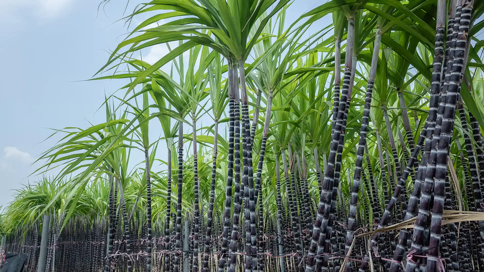 Tall sugarcane plants with thick, dark green stalks and vibrant, spiky leaves grow densely under a clear blue sky, evoking a lush and fertile landscape.