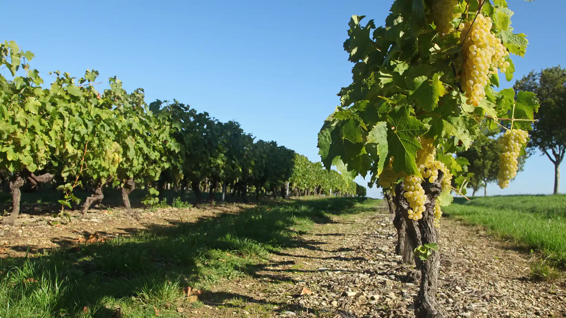 Vibrant vineyard with lush grapevines laden with clusters of yellow grapes under a clear blue sky, conveying a sense of abundance and tranquility.