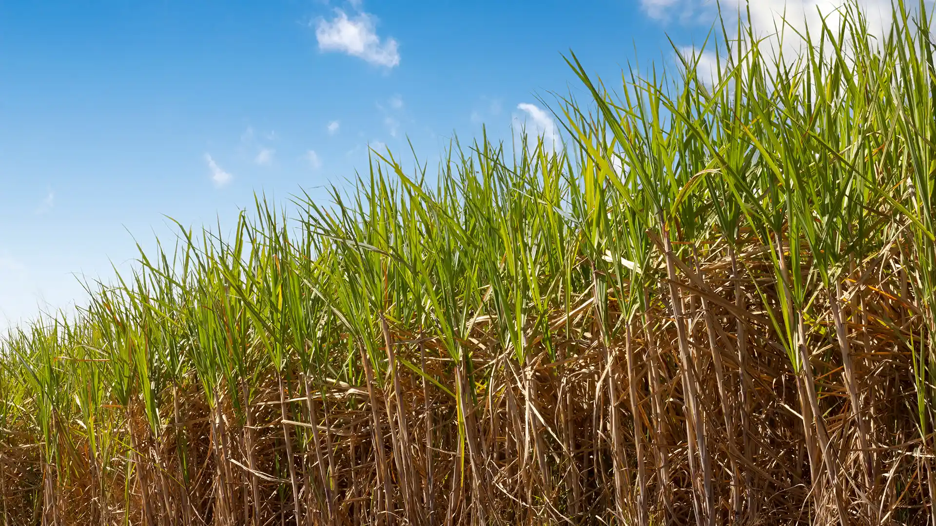 Lush green sugarcane plants rise from dry brown stalks under a bright blue sky with wispy clouds, evoking a serene and pastoral landscape.