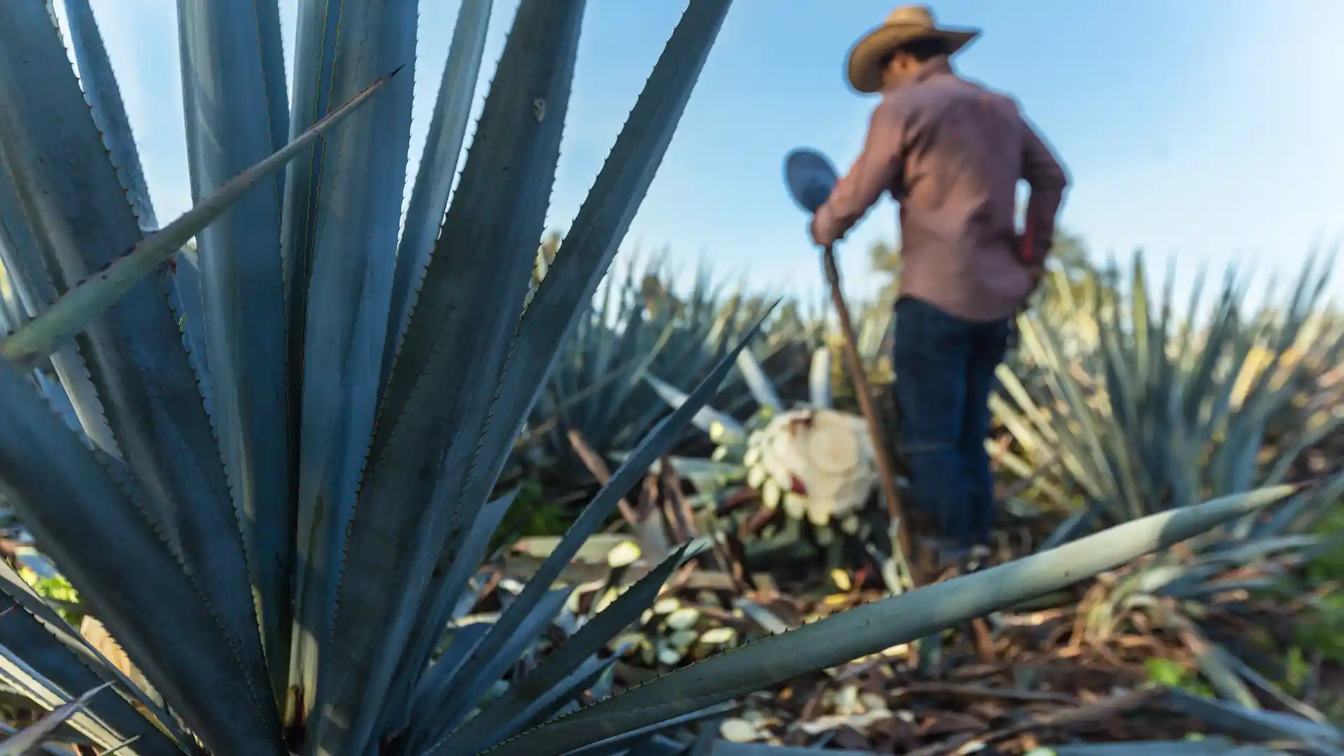 A farmer in a straw hat and brown shirt harvests agave plants in a sunny field. Sharp, green agave leaves are prominent in the foreground.