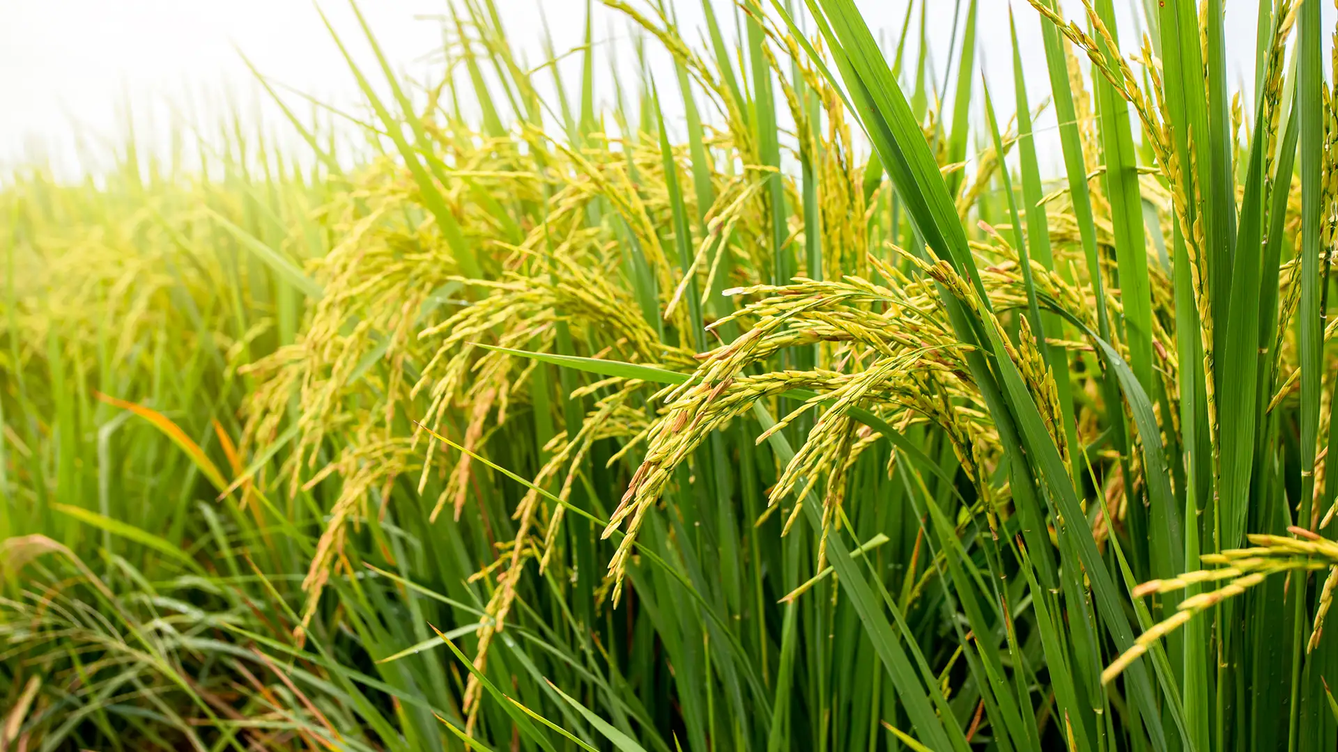 Close-up of lush rice plants with golden grains, swaying in a gentle breeze. The vibrant green stalks convey a sense of abundance and tranquility.