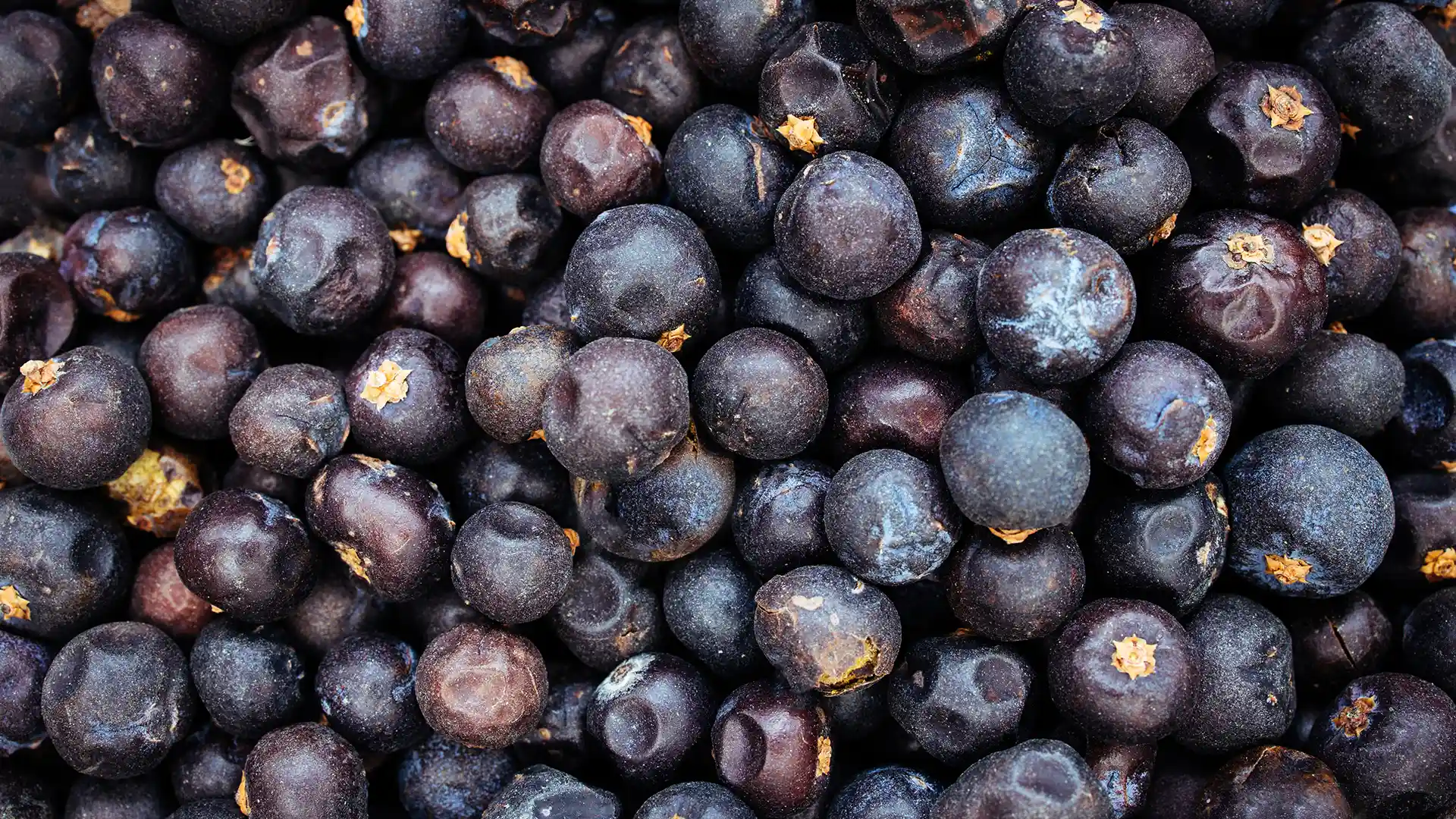 A close-up of a pile of dark blue juniper berries, showcasing their rough texture and subtle variations in color, evoking a natural, earthy feel.