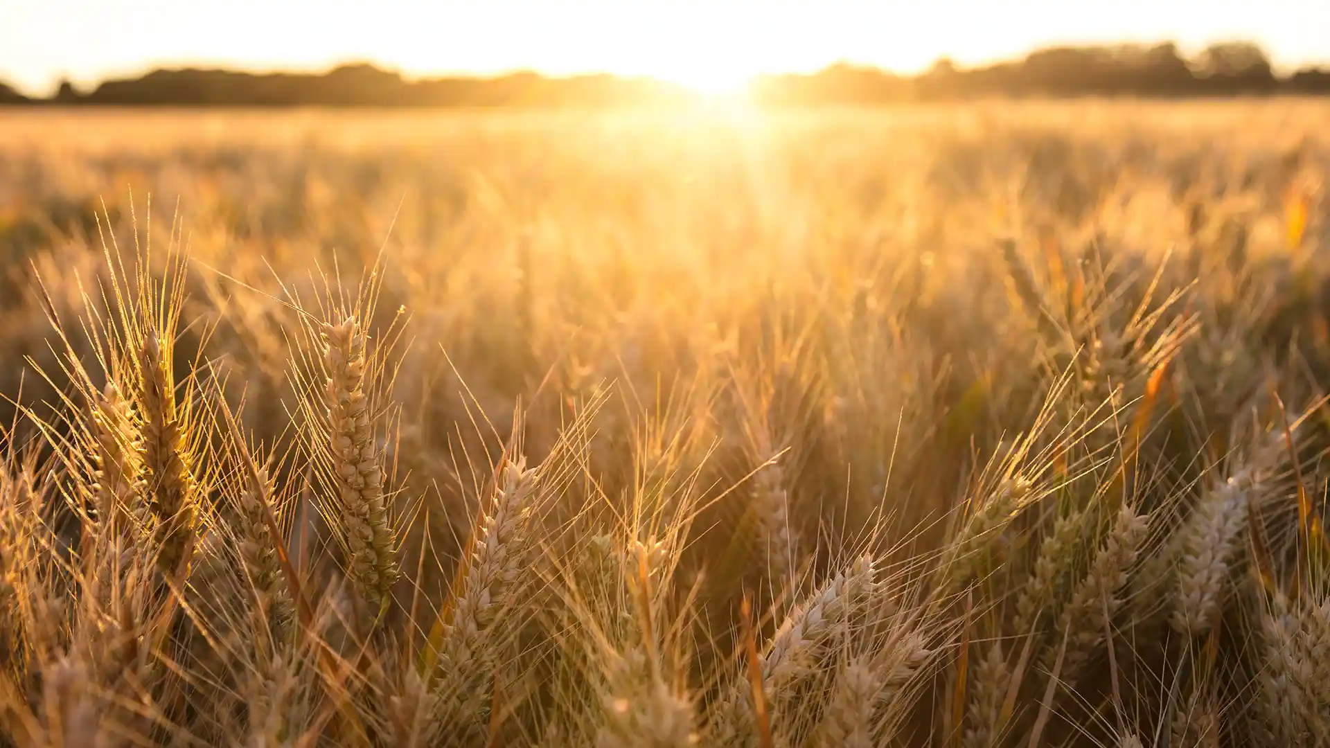 Golden wheat field under a warm, glowing sunset. Sunlight illuminates the grain, creating a serene and tranquil atmosphere.