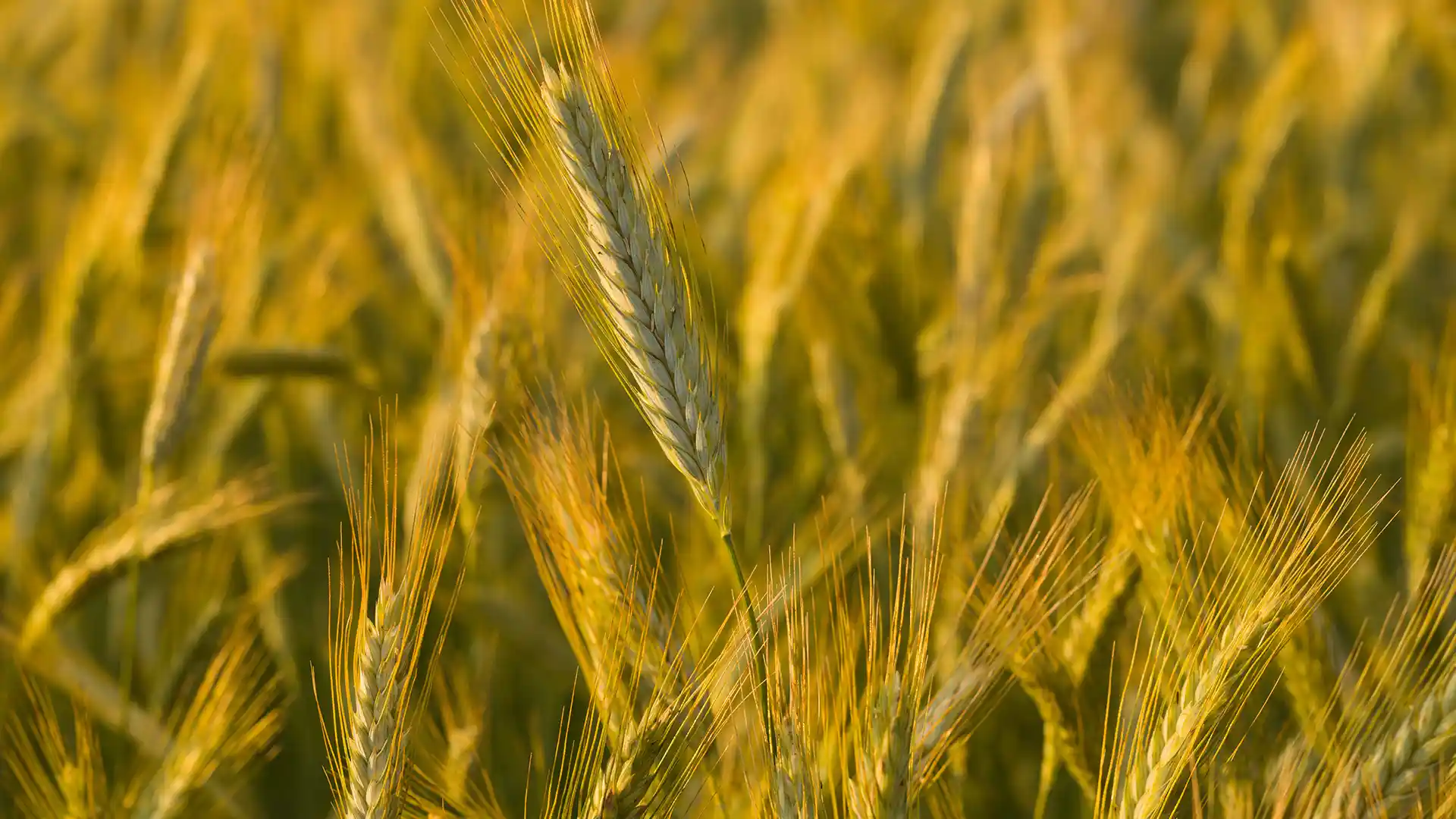 A close-up of a golden wheat field bathed in warm sunlight. The wheat stalks gently sway, conveying a serene and abundant harvest scene.