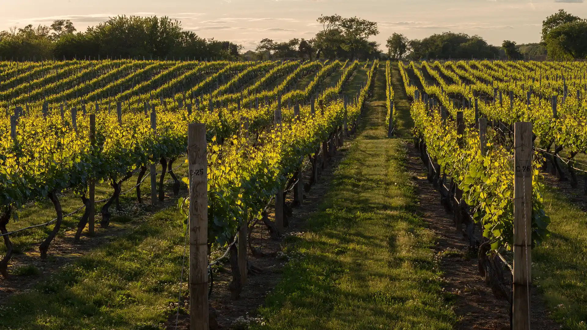 Sunlit vineyard with neat rows of grapevines, casting long shadows on the grass. Trees and a soft, cloudy sky enhance the peaceful, rural setting.