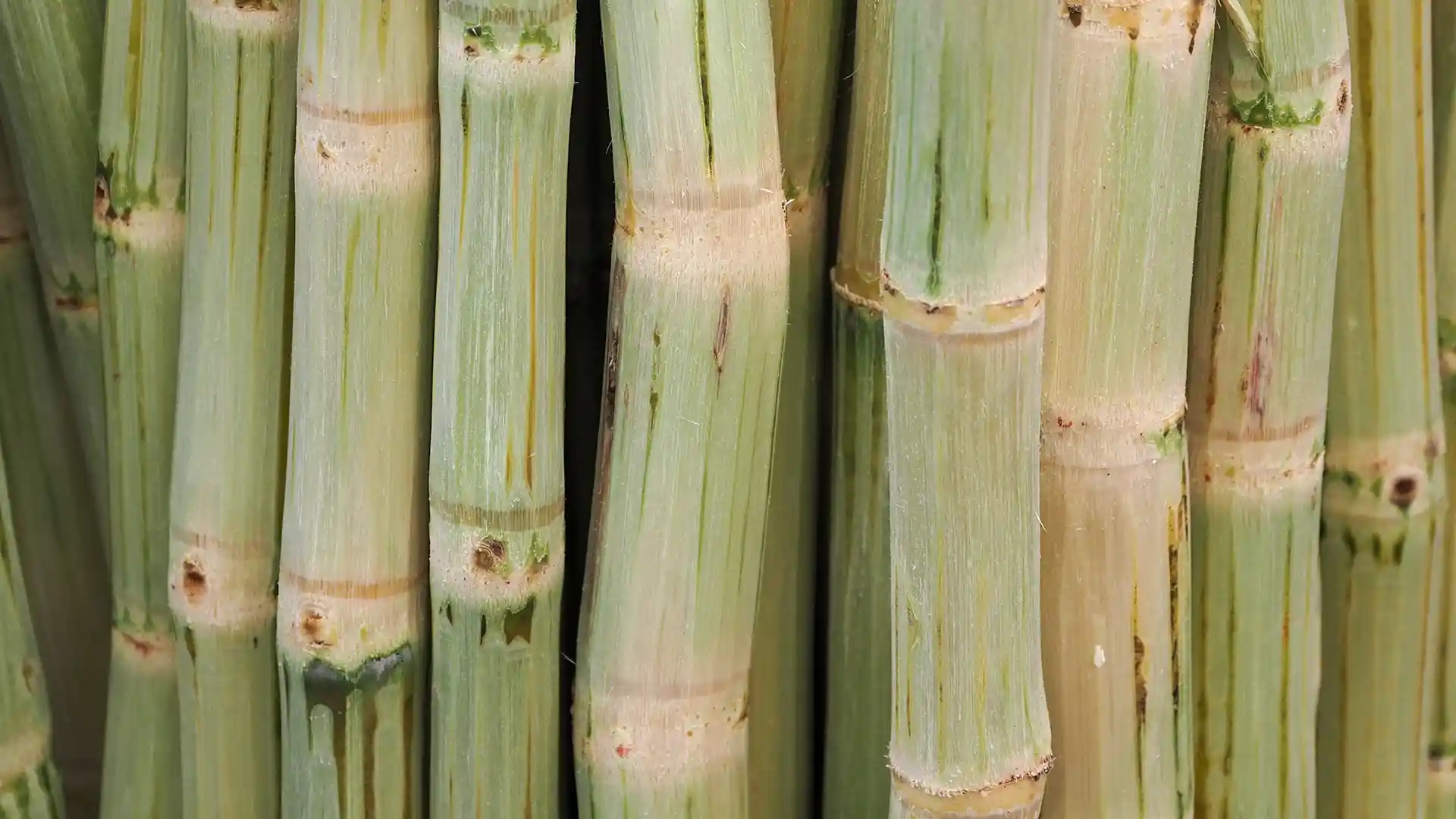 Close-up of sugarcane stalks, showcasing their green and yellow striped texture. The image conveys a fresh, organic, and natural tone.