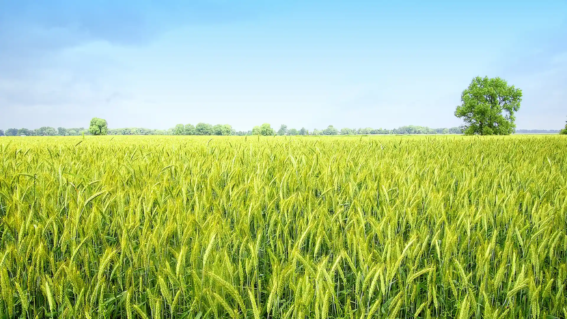 A vast field of vibrant green wheat under a clear blue sky. A single tree stands to the right, evoking a sense of tranquility and openness.