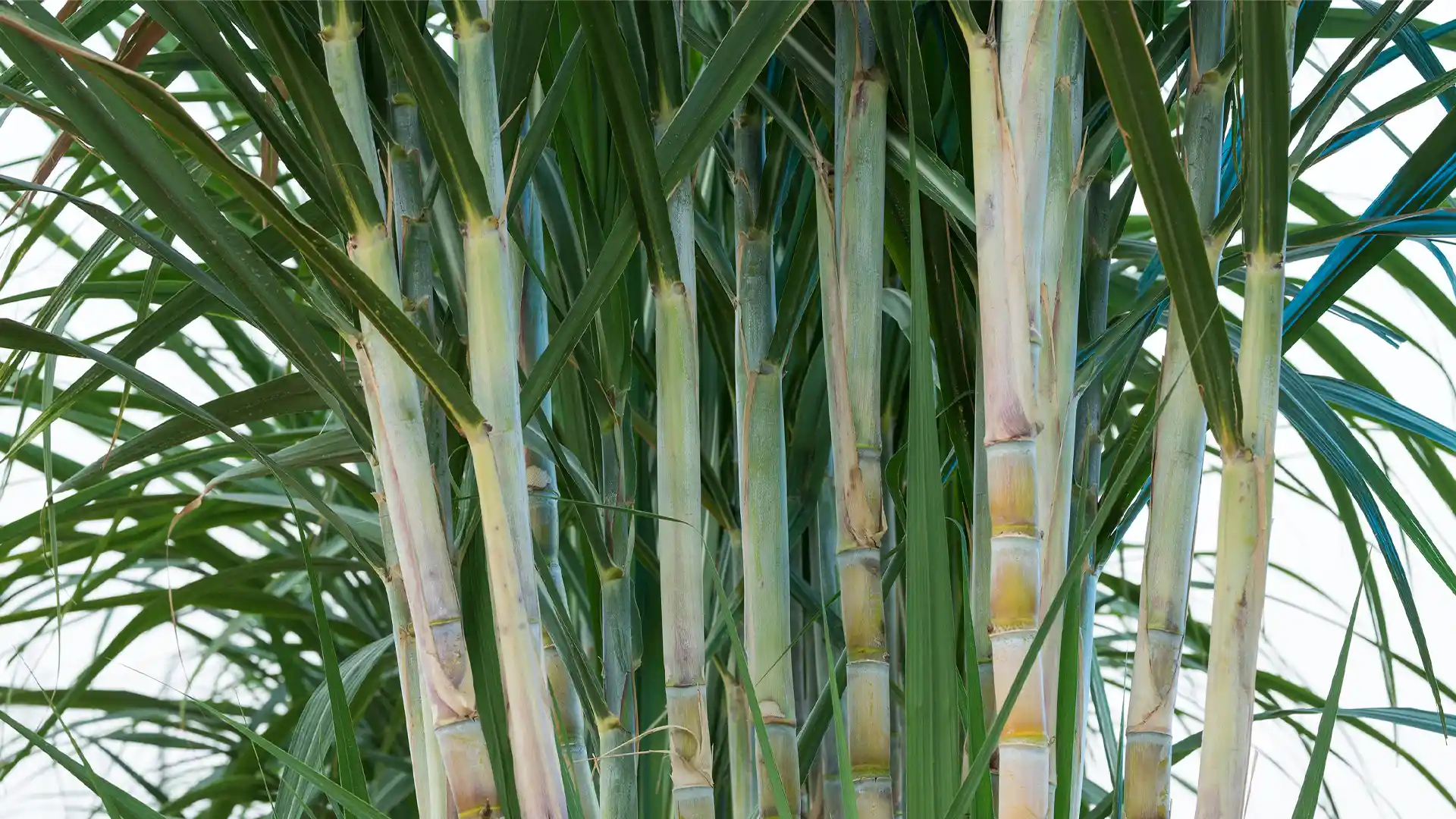 Close-up of lush green sugarcane stalks with elongated leaves, displaying vertical growth patterns against a blurred leafy background.