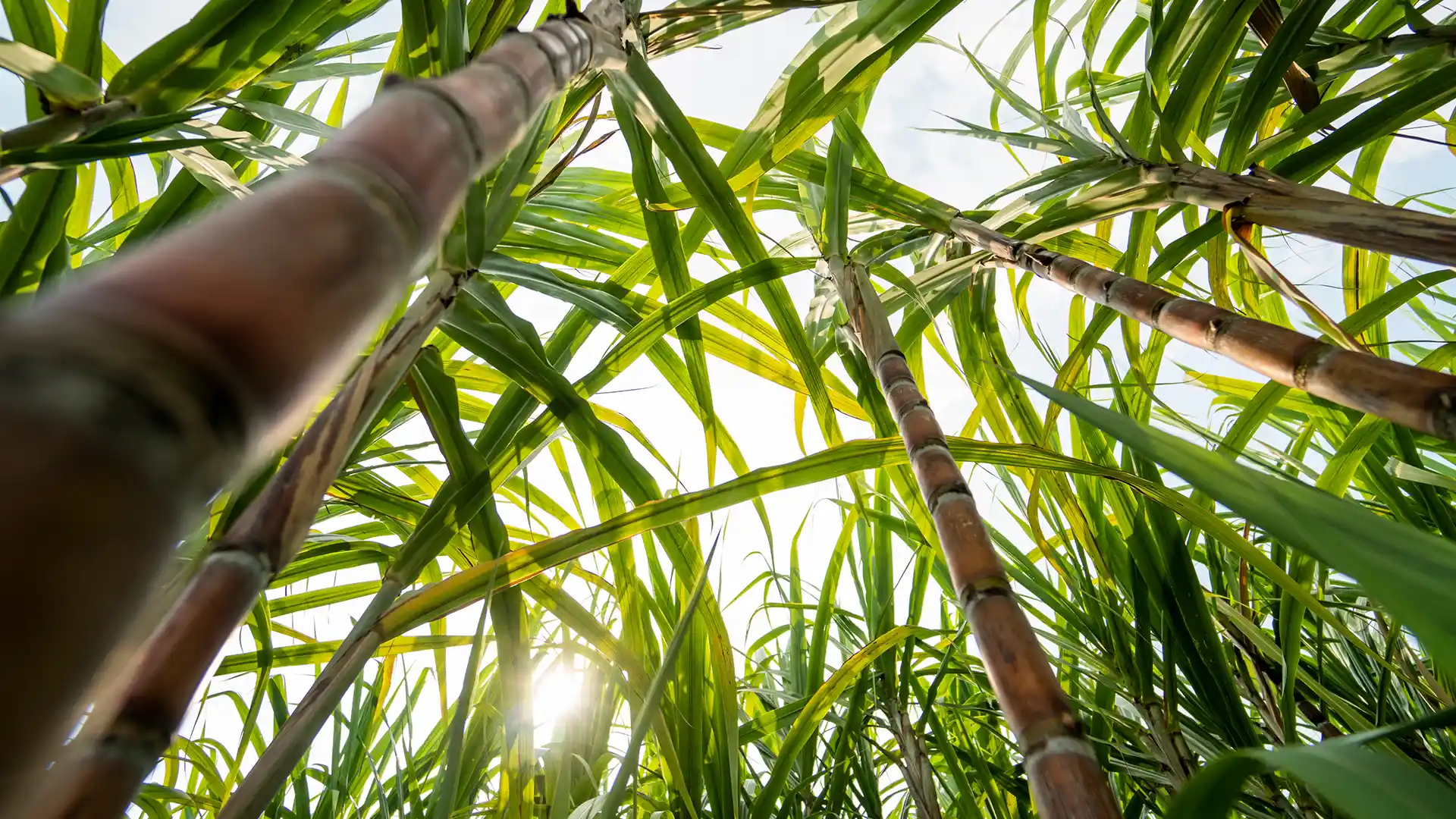 Looking up from the base, sunlight filters through vibrant green sugarcane stalks, creating a sense of tranquility and natural lushness.
