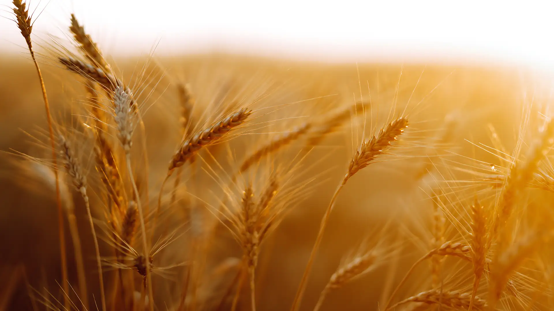 Golden wheat stalks sway gently in the sunlight, capturing a warm, serene atmosphere with a soft focus on the horizon, evoking a sense of peace.