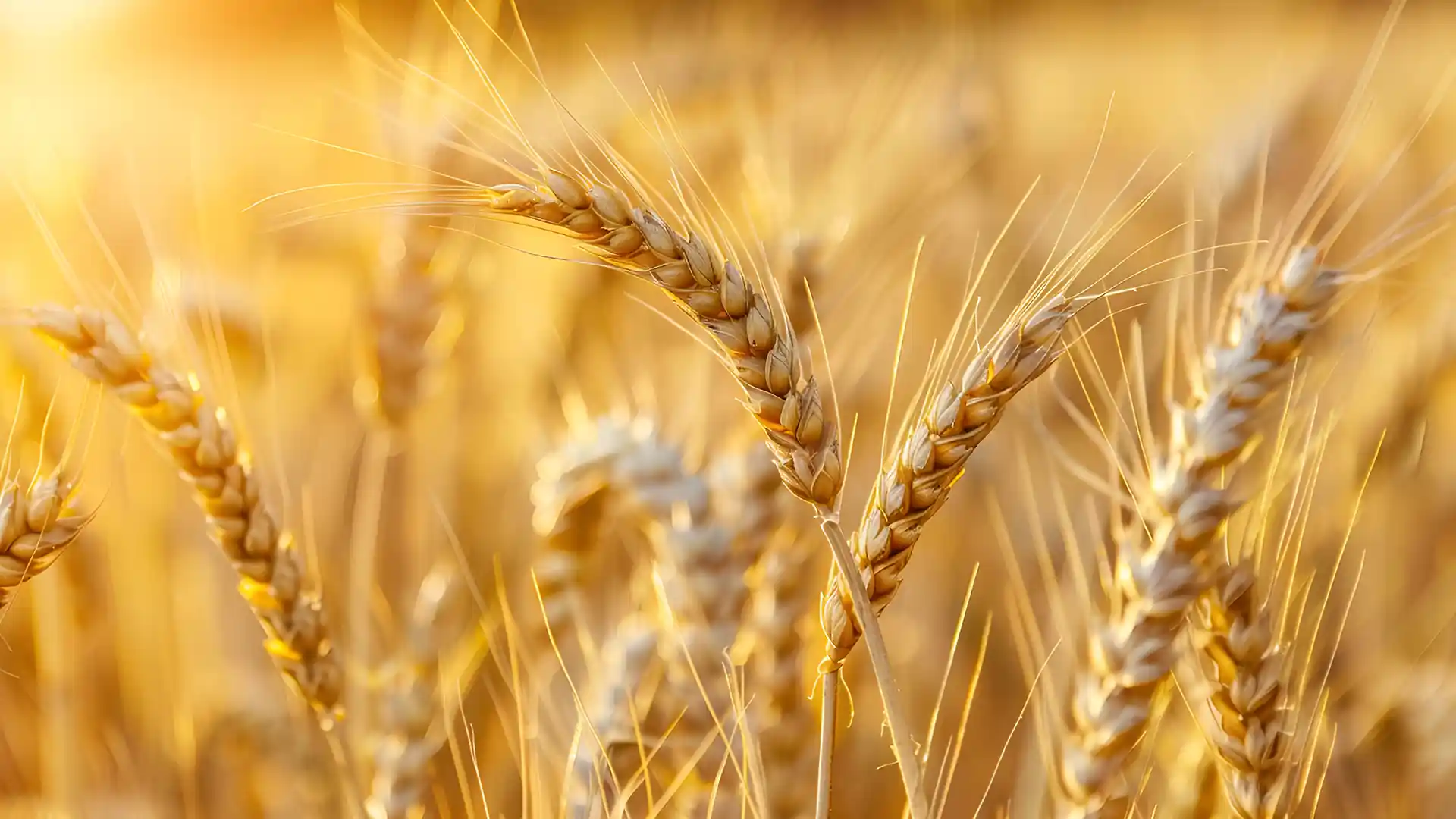 Golden wheat field glowing under warm sunlight, with close-up of wheat stalks swaying gently, conveying a serene and abundant harvest atmosphere.