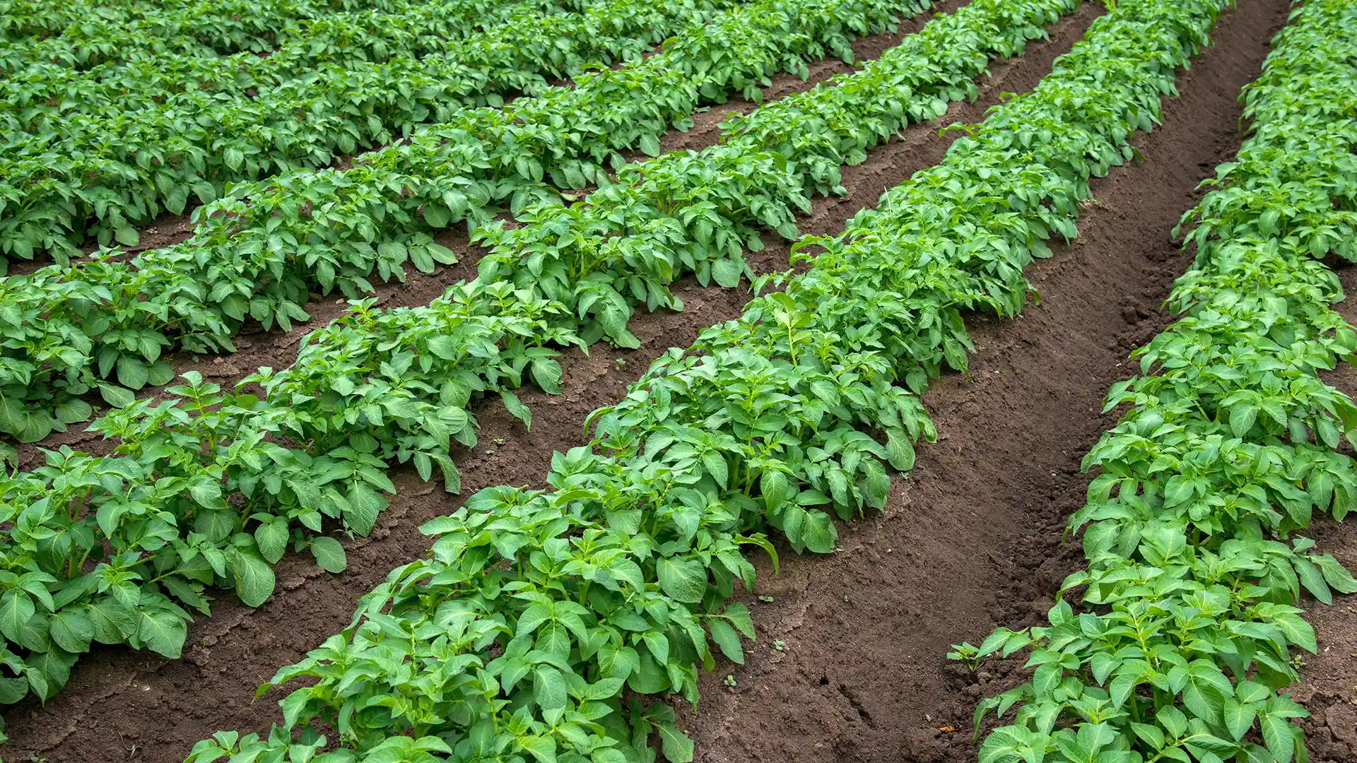 Rows of lush green potato plants are neatly arranged in a field with rich, brown soil. The scene conveys growth and vitality under soft, natural light.