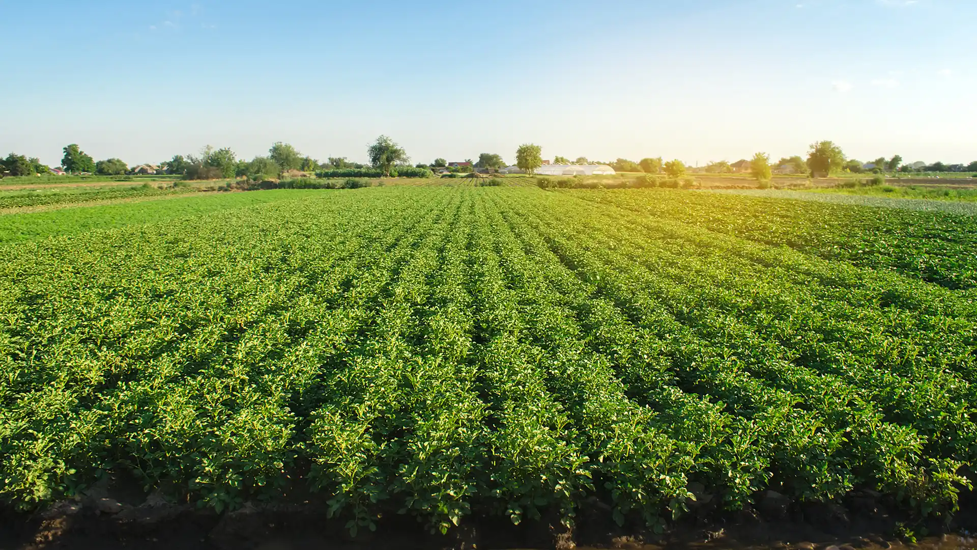 A vast, lush green potato field under a clear blue sky with sunlight gently illuminating the plants. The landscape conveys tranquility and abundance.