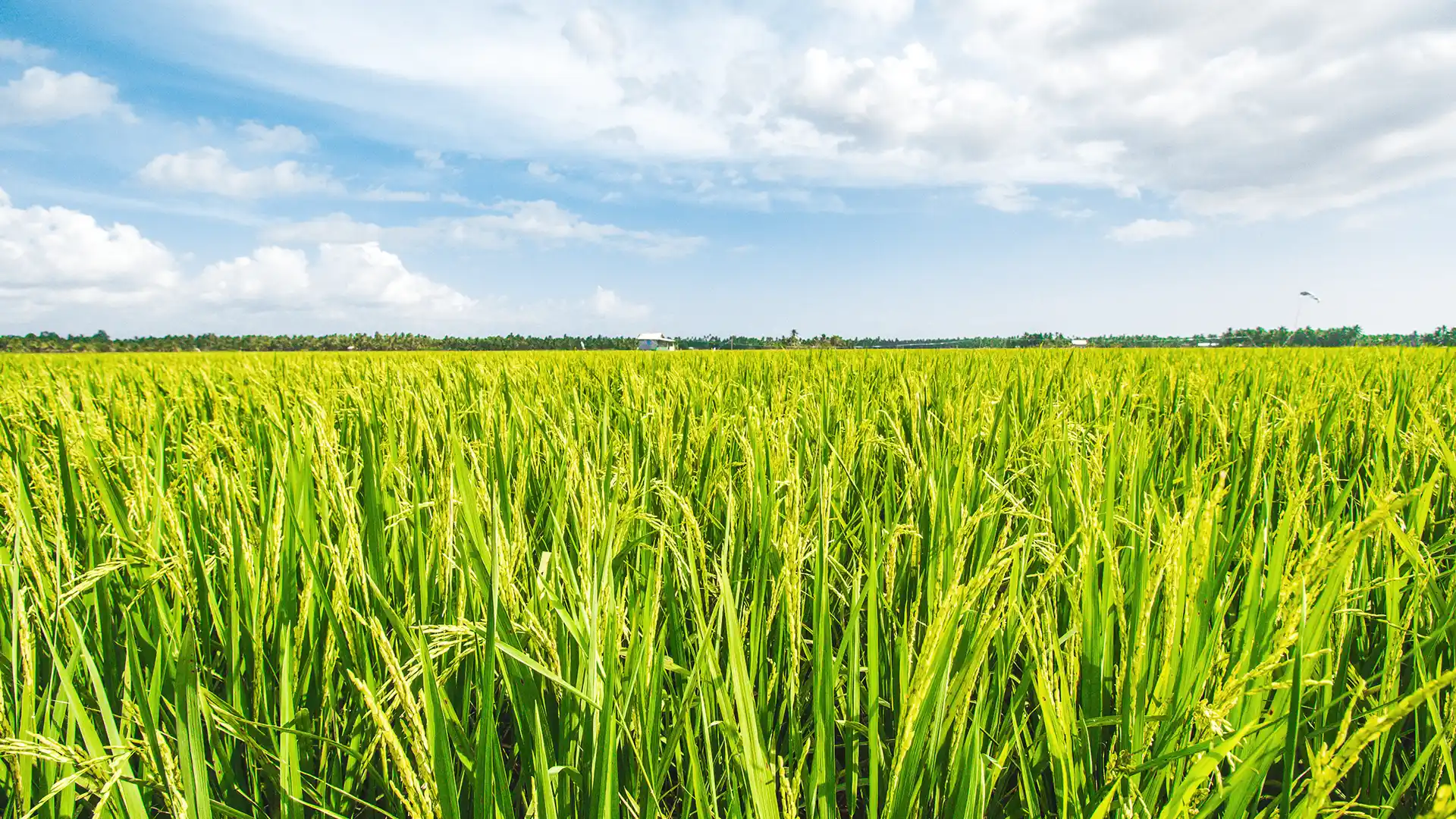 Lush green rice field under a vibrant blue sky with scattered clouds. The scene conveys a sense of peace and abundance, with gently swaying plants.