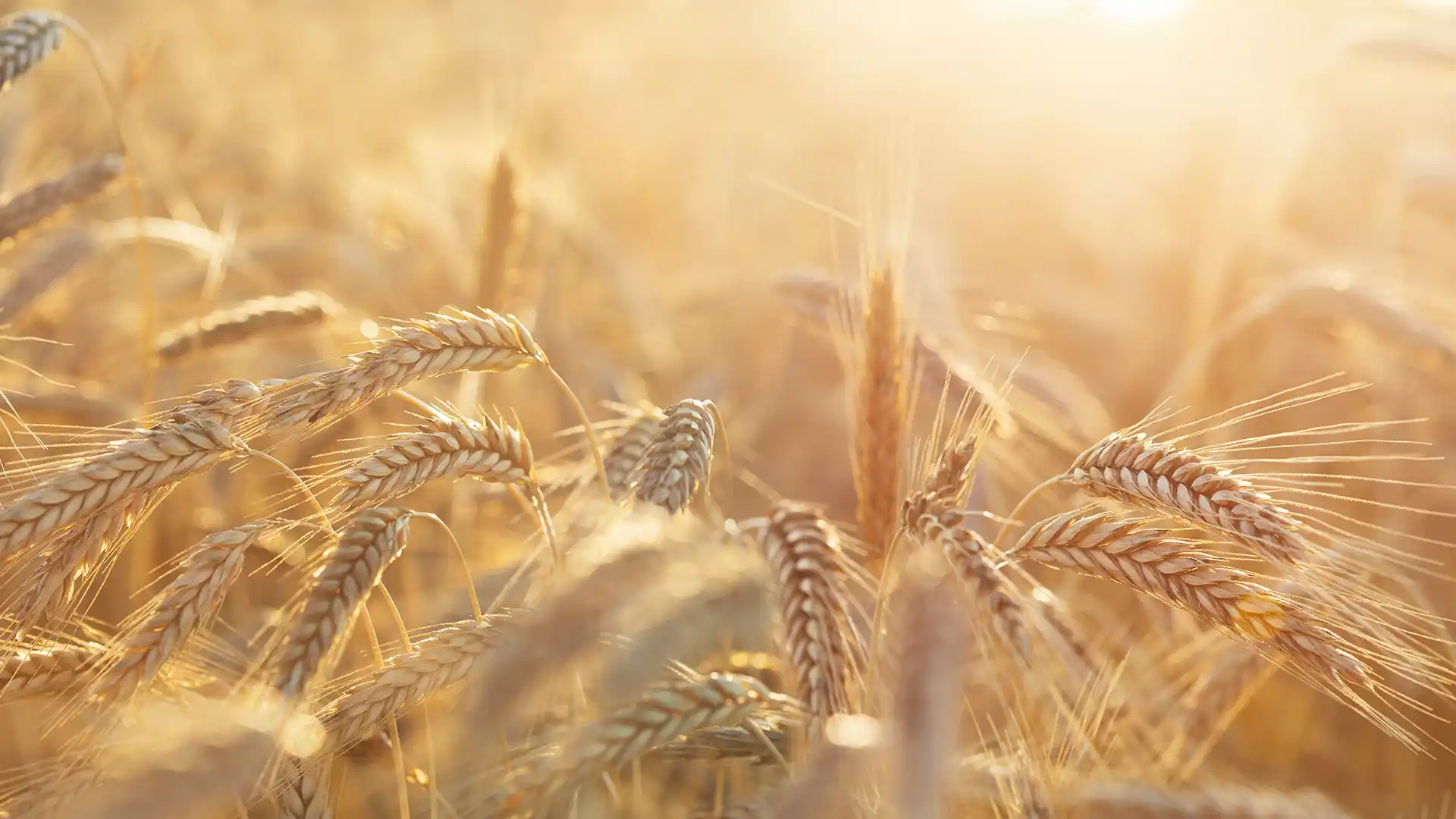 Golden wheat field bathed in warm sunlight, with a soft focus and glowing tones. The scene feels abundant, capturing the essence of harvest.