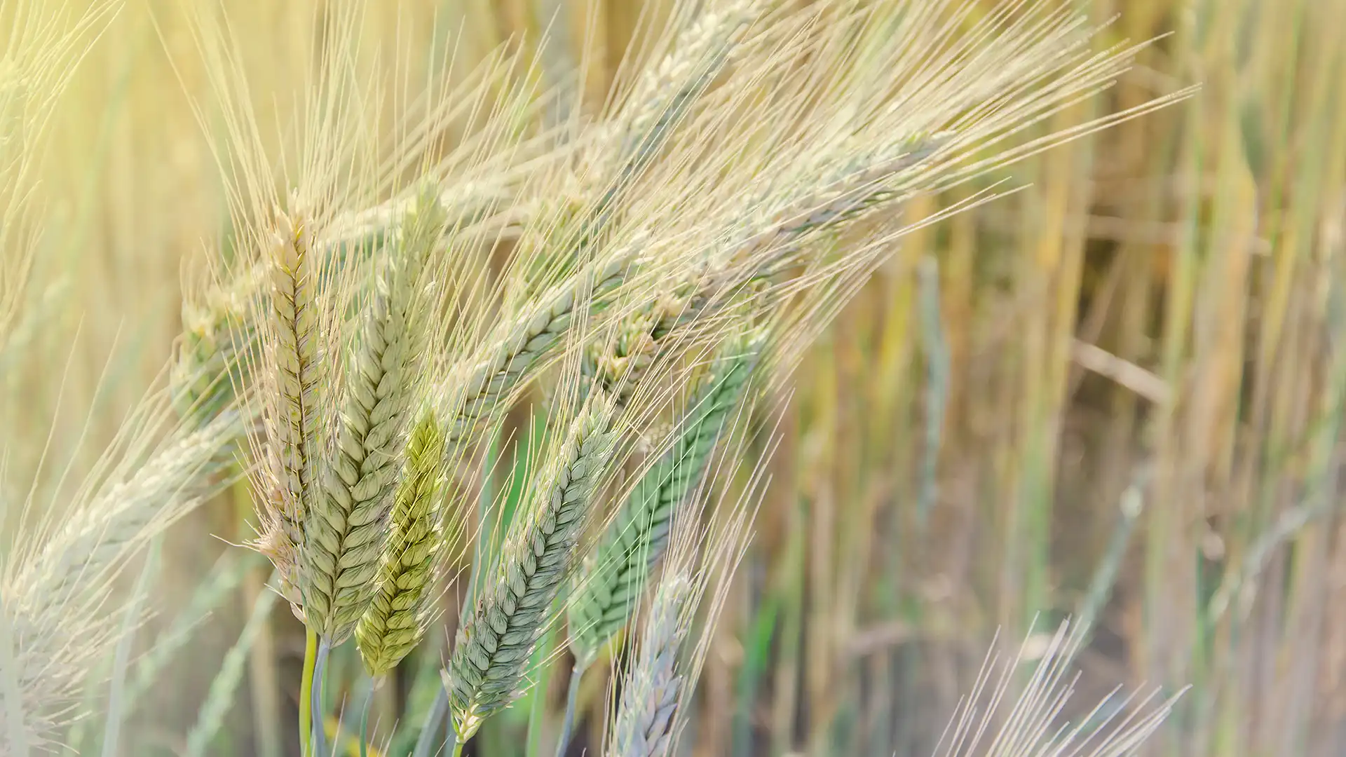 Close-up of ripe wheat stalks swaying in a sunlit field. The golden hues and soft focus create a warm, serene atmosphere, highlighting nature's abundance.
