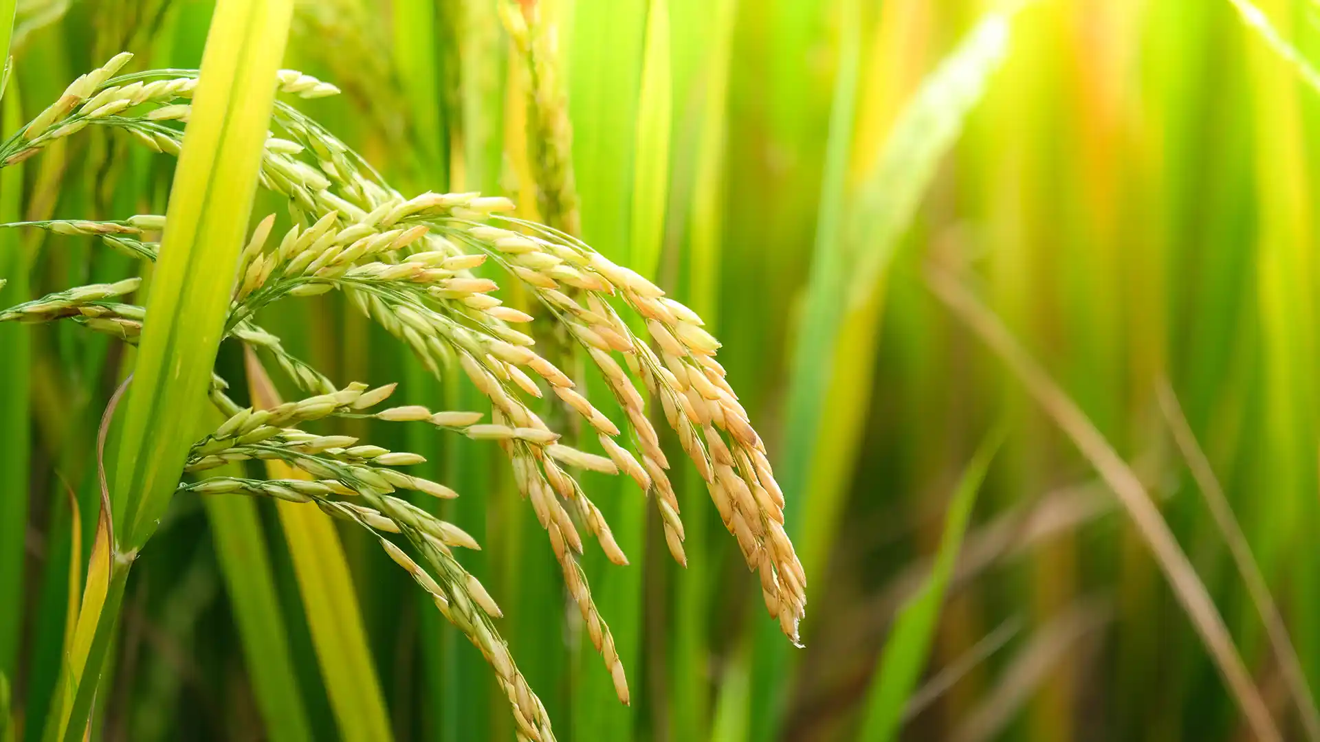 Close-up of ripe rice stalks in a lush green field, softly illuminated by sunlight. The scene conveys a serene and fertile atmosphere.