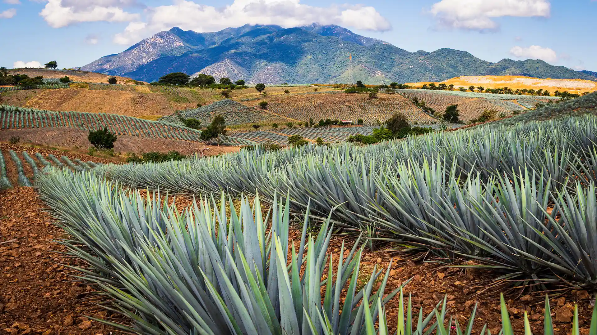 Rolling hills with rows of agave plants stretch toward a distant mountain range under a partly cloudy sky, evoking a sense of calm and vastness.