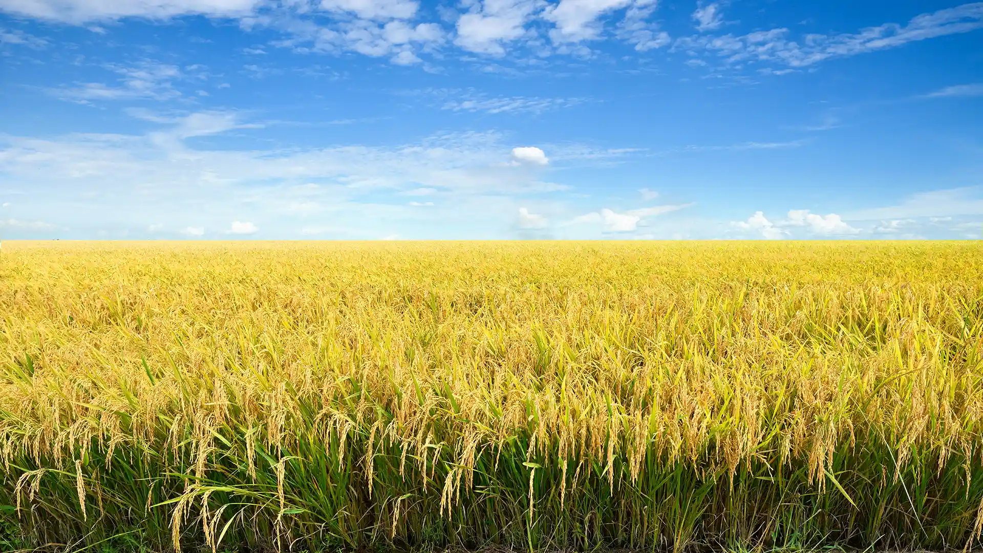 A vast, golden rice field under a clear, vibrant blue sky with scattered clouds, conveying a sense of abundance and tranquility.