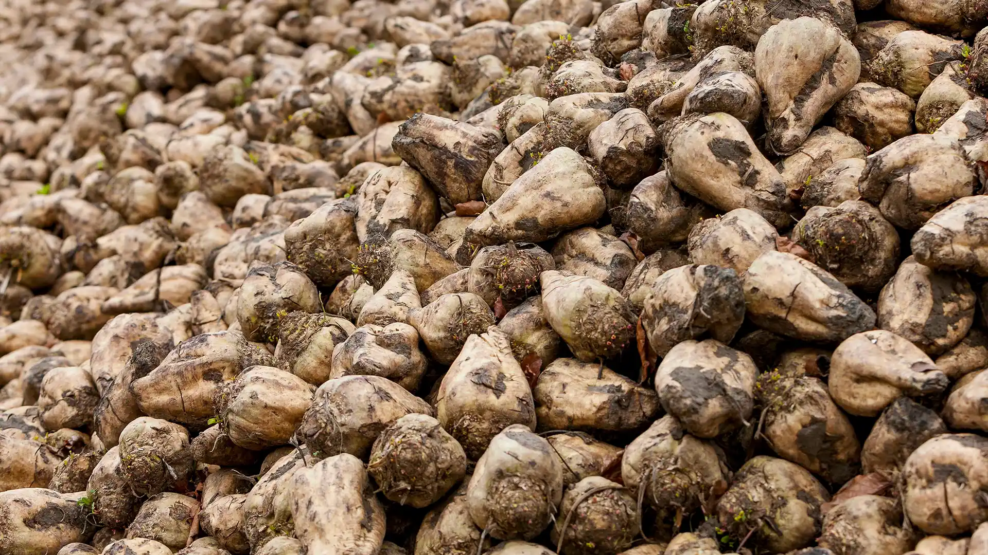 A large pile of harvested sugar beets, covered in dirt, fills the frame. The earthy tones and rough textures create a raw, agricultural scene.