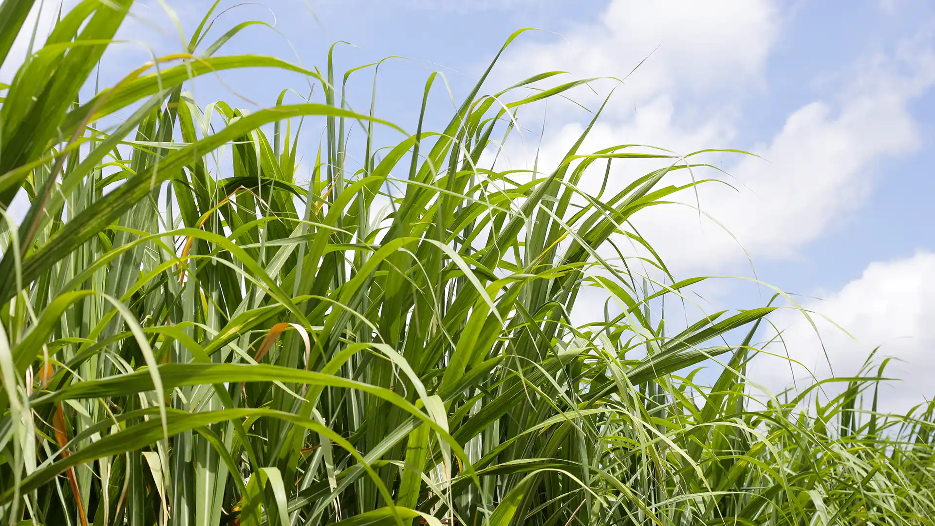 Lush green sugarcane plants sway under a bright, partly cloudy sky, conveying a sense of growth and abundance in a sunny agricultural setting.