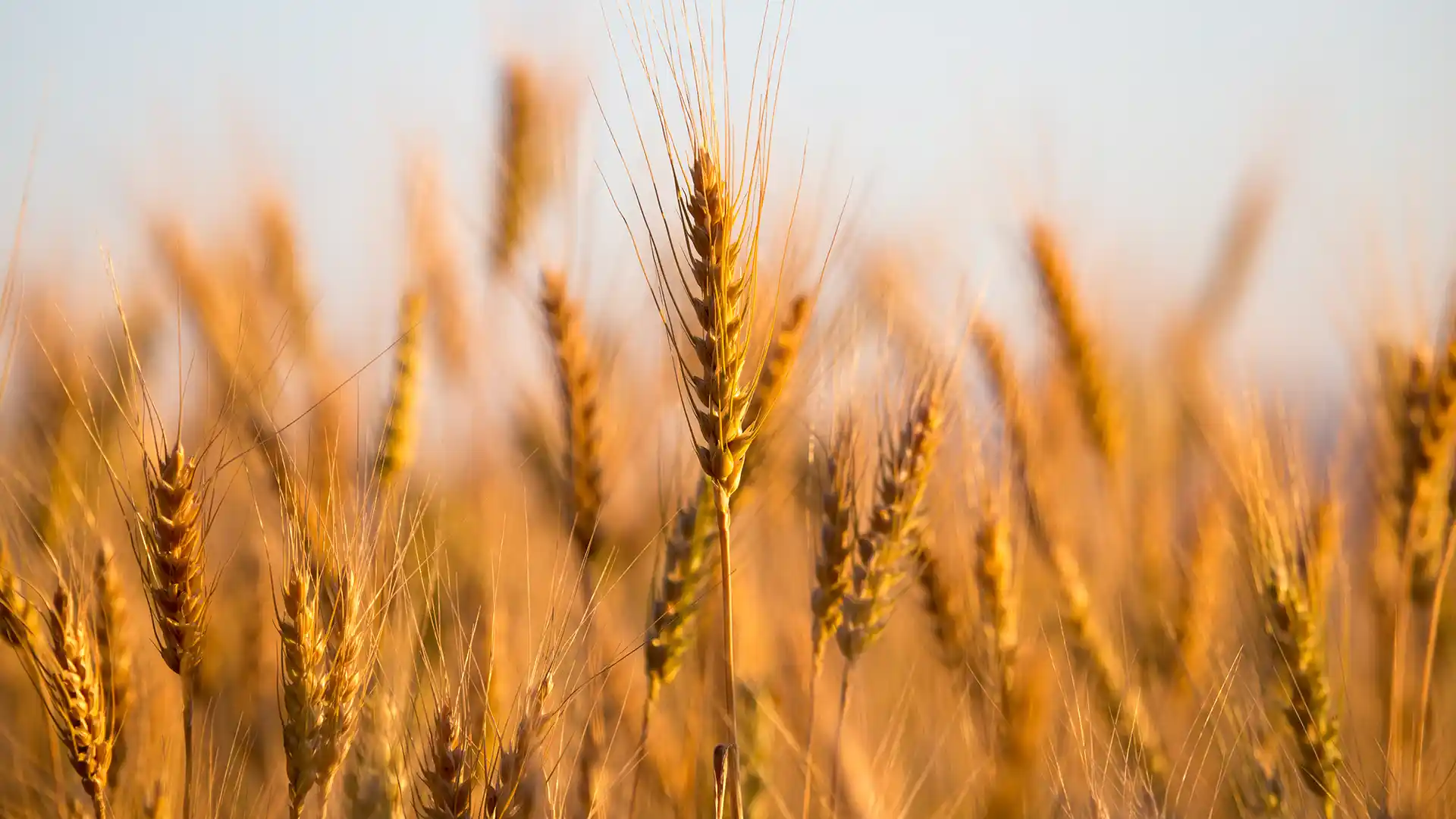 Golden wheat field bathed in warm sunlight, with clear blue sky backdrop. Wheat stalks sway gently, evoking a serene, pastoral feel.