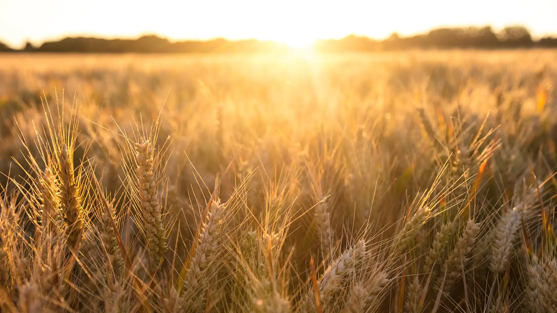 Golden wheat field at sunset, glowing under the warm, soft light. The sun is low on the horizon, creating a serene and tranquil atmosphere.
