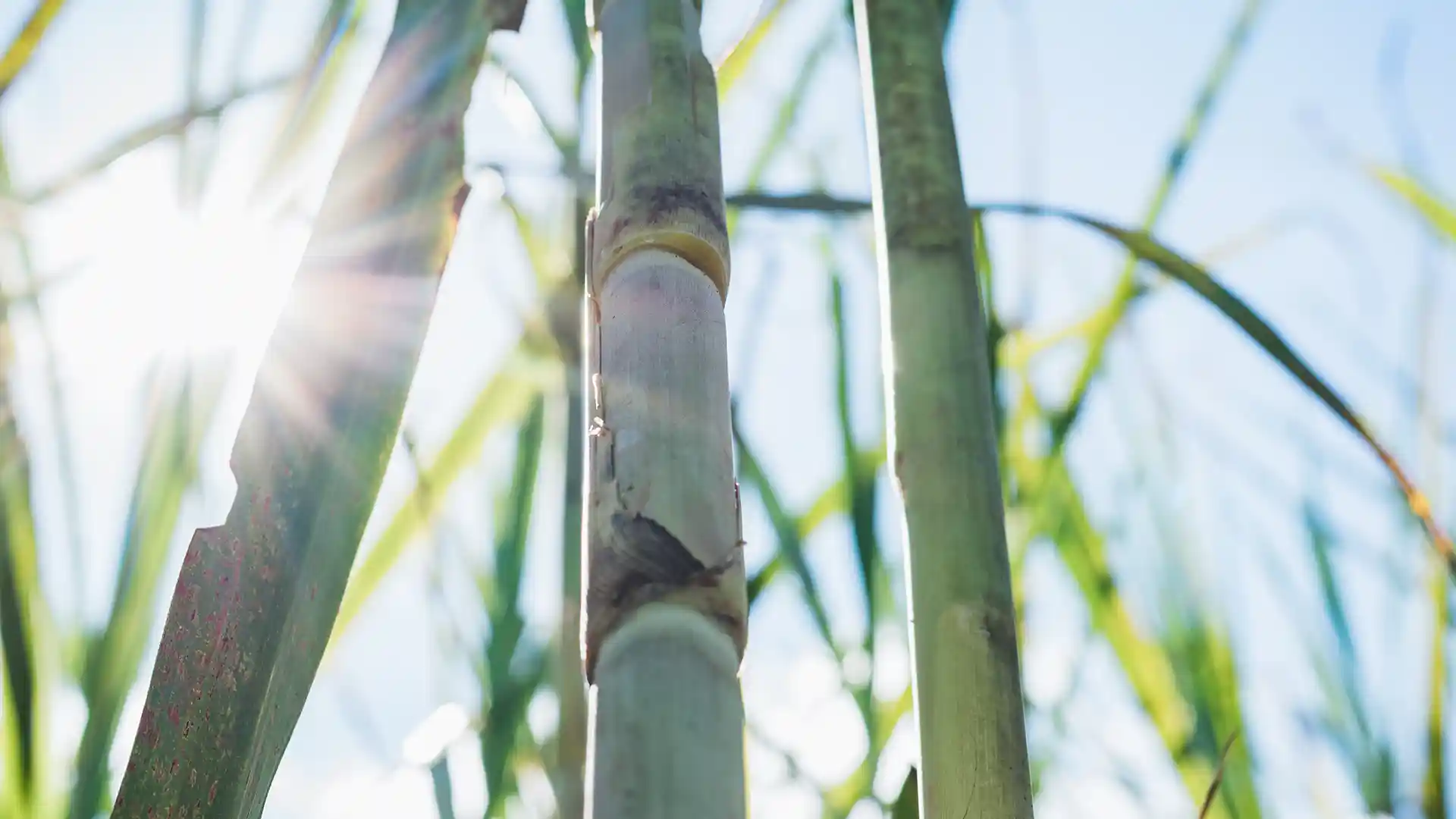 Close-up of sunlit green sugarcane stalks with a bright sky. The light beams create a serene, vibrant atmosphere, emphasizing nature's growth.
