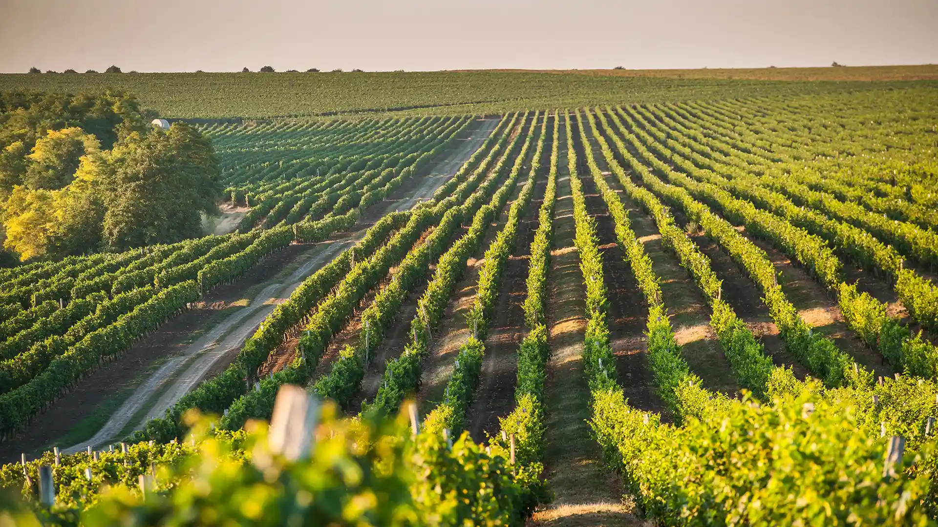 Vast vineyard landscape at sunset, with neatly aligned rows of grapevines stretching to the horizon, evoking a serene and fertile countryside ambiance.