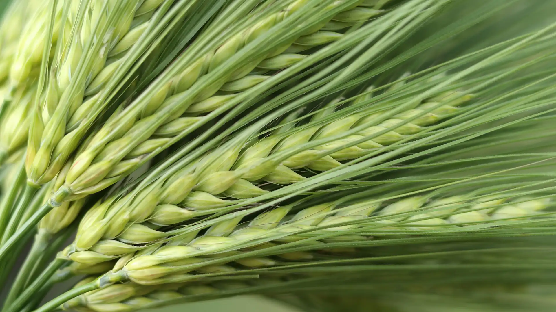 Close-up of several green barley spikes with elongated grains and fine, pointed awns. The scene conveys a fresh, agricultural tone.
