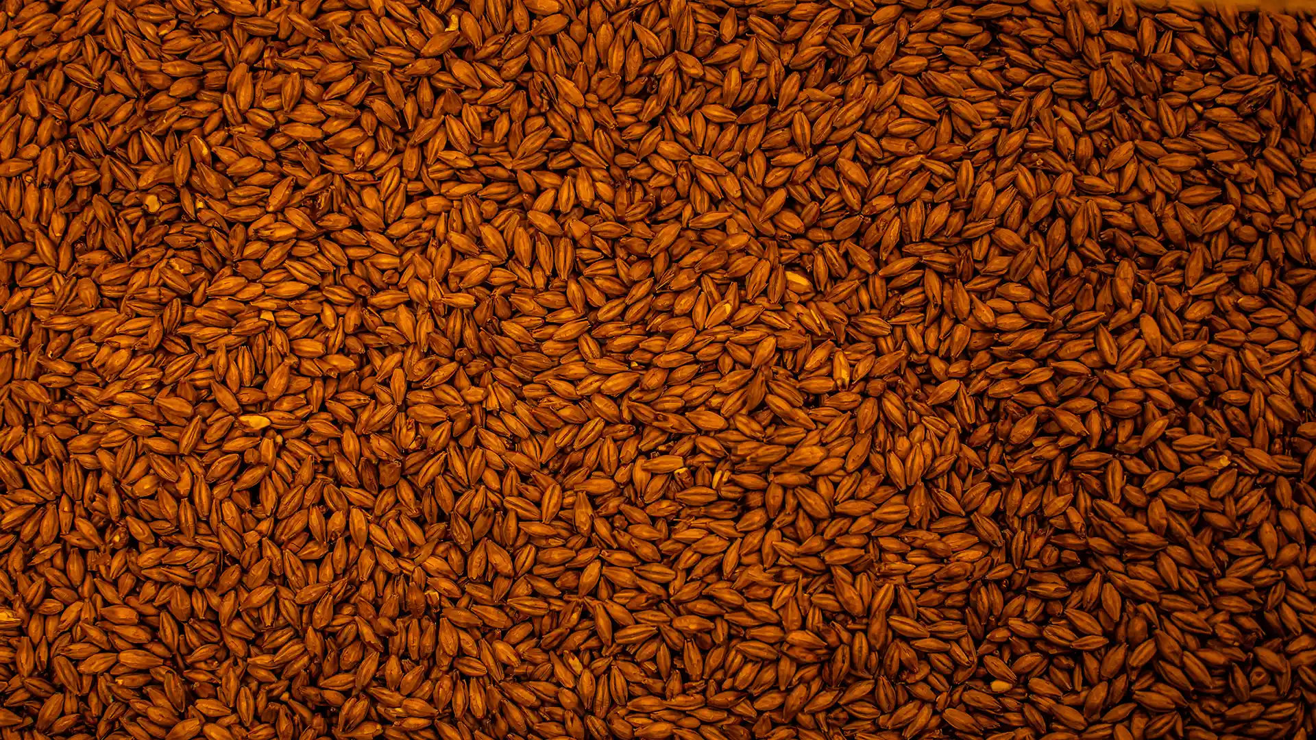 Close-up of numerous brown barley grains densely packed together, creating a textured, earthy background with warm and rustic tones.