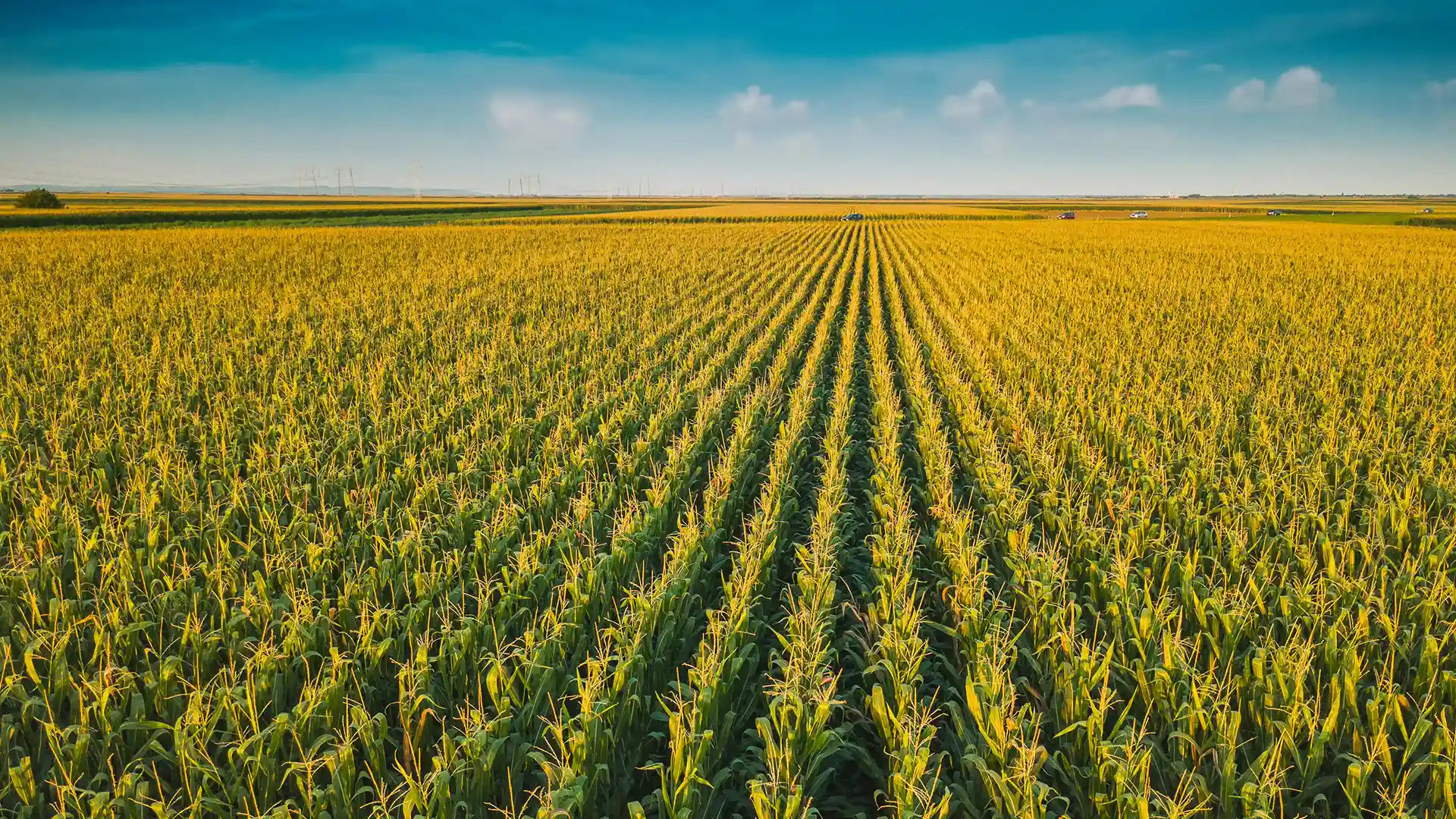 Vast cornfield under a clear blue sky, with rows of green and golden corn extending to the horizon, conveying abundance and tranquility.