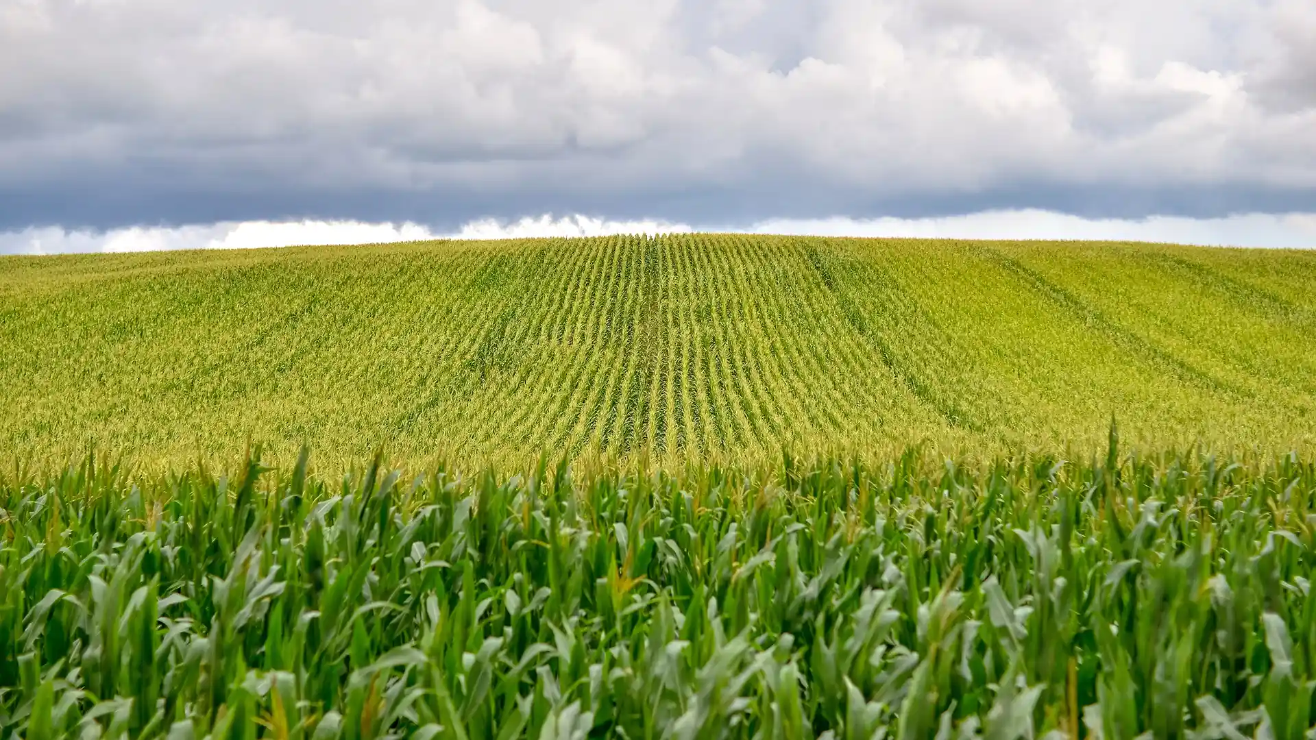 A vast cornfield stretches over rolling hills under a cloudy sky. The neatly aligned corn rows create a rhythmic pattern, evoking a serene rural landscape.