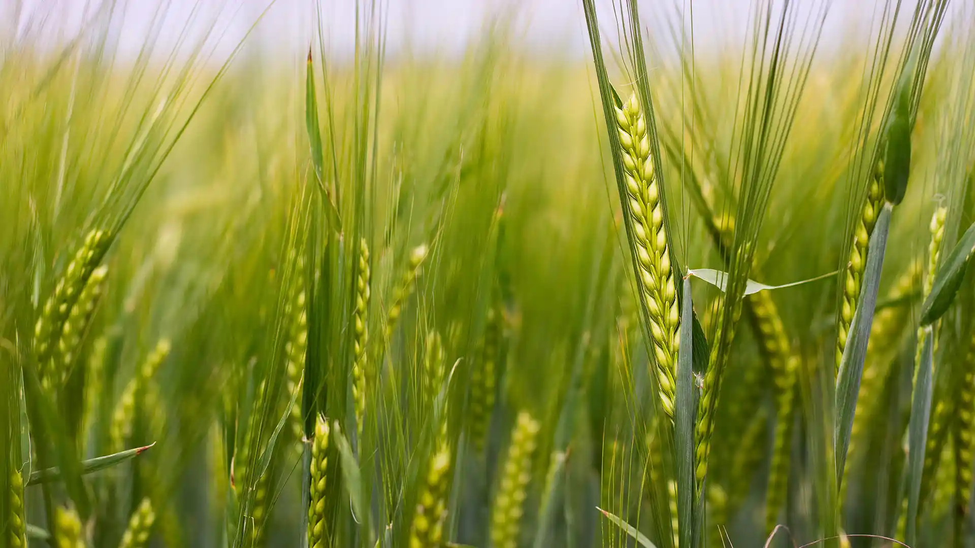 Close-up of a lush green barley field, with tall, slender stalks and vibrant grain heads swaying gently, conveying a sense of serenity and growth.